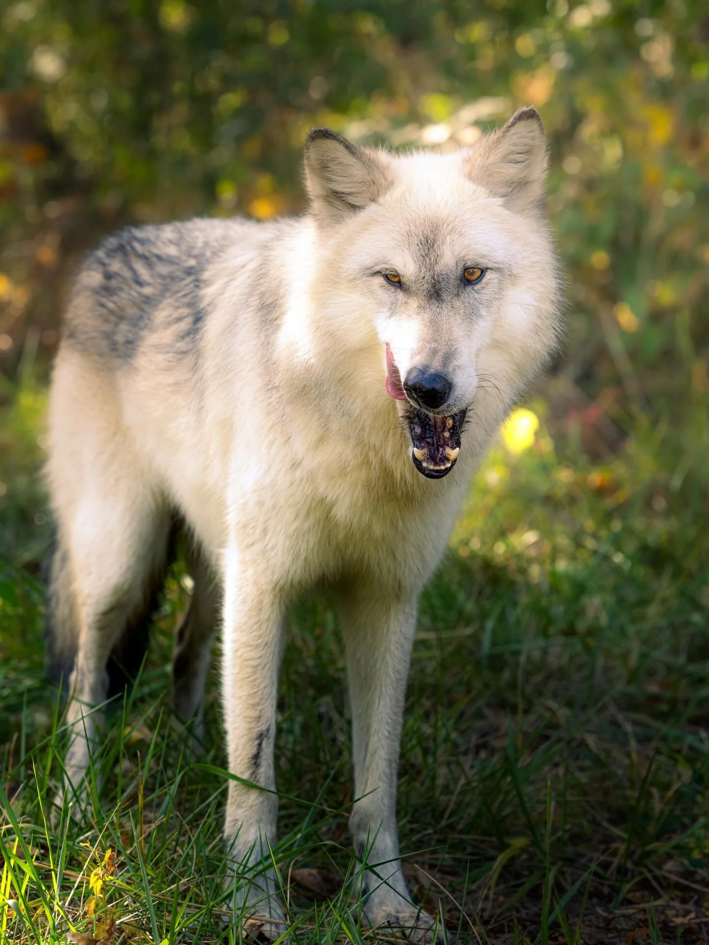 Tongue out Tuesday&hellip; #wolf #wolves #relistwolves #wolfeducation #wolfconservation