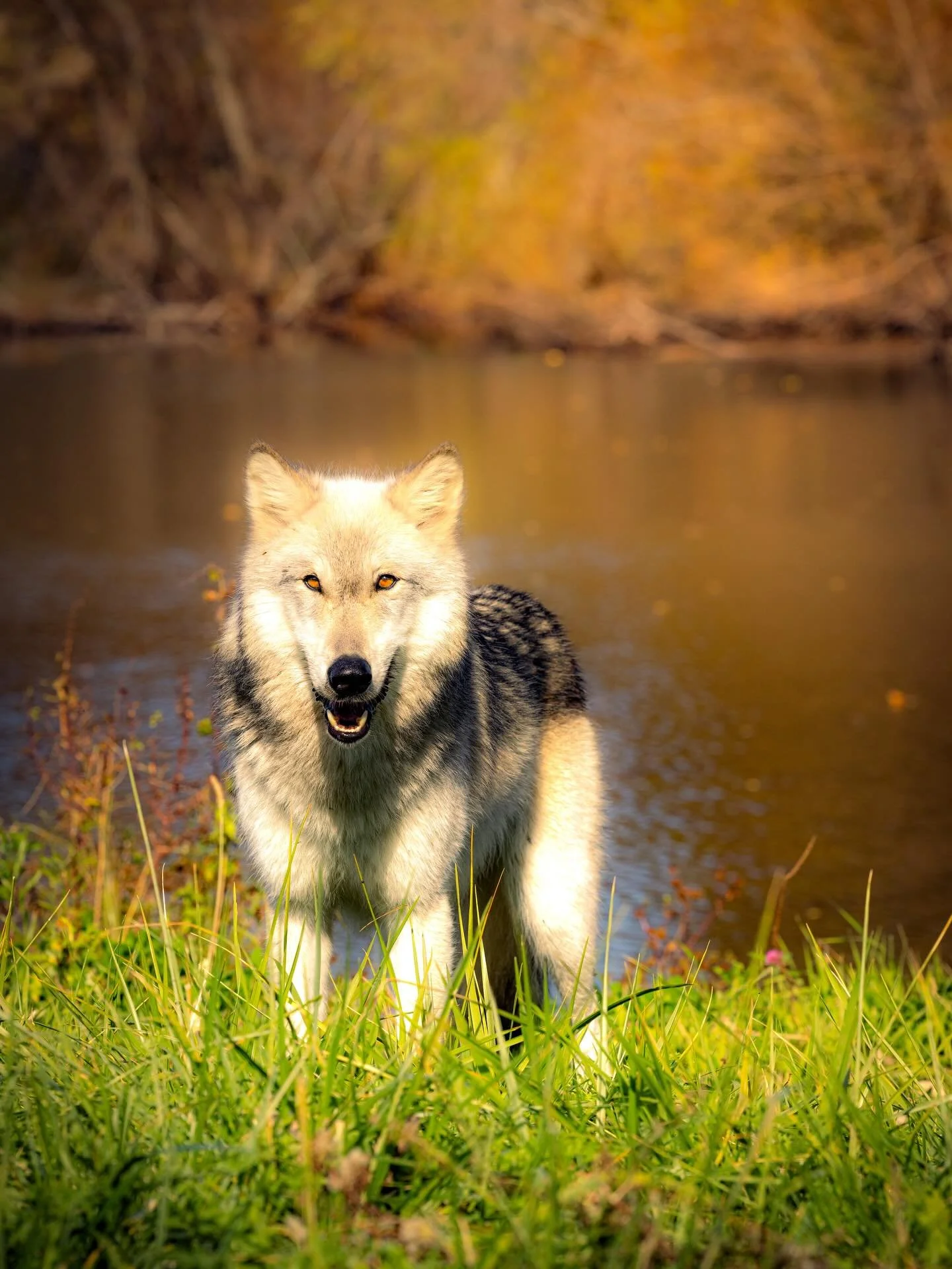 When you meet eye to eye&hellip;. #wolf #wolves #relistwolves #wolfeducation #wolfconservation