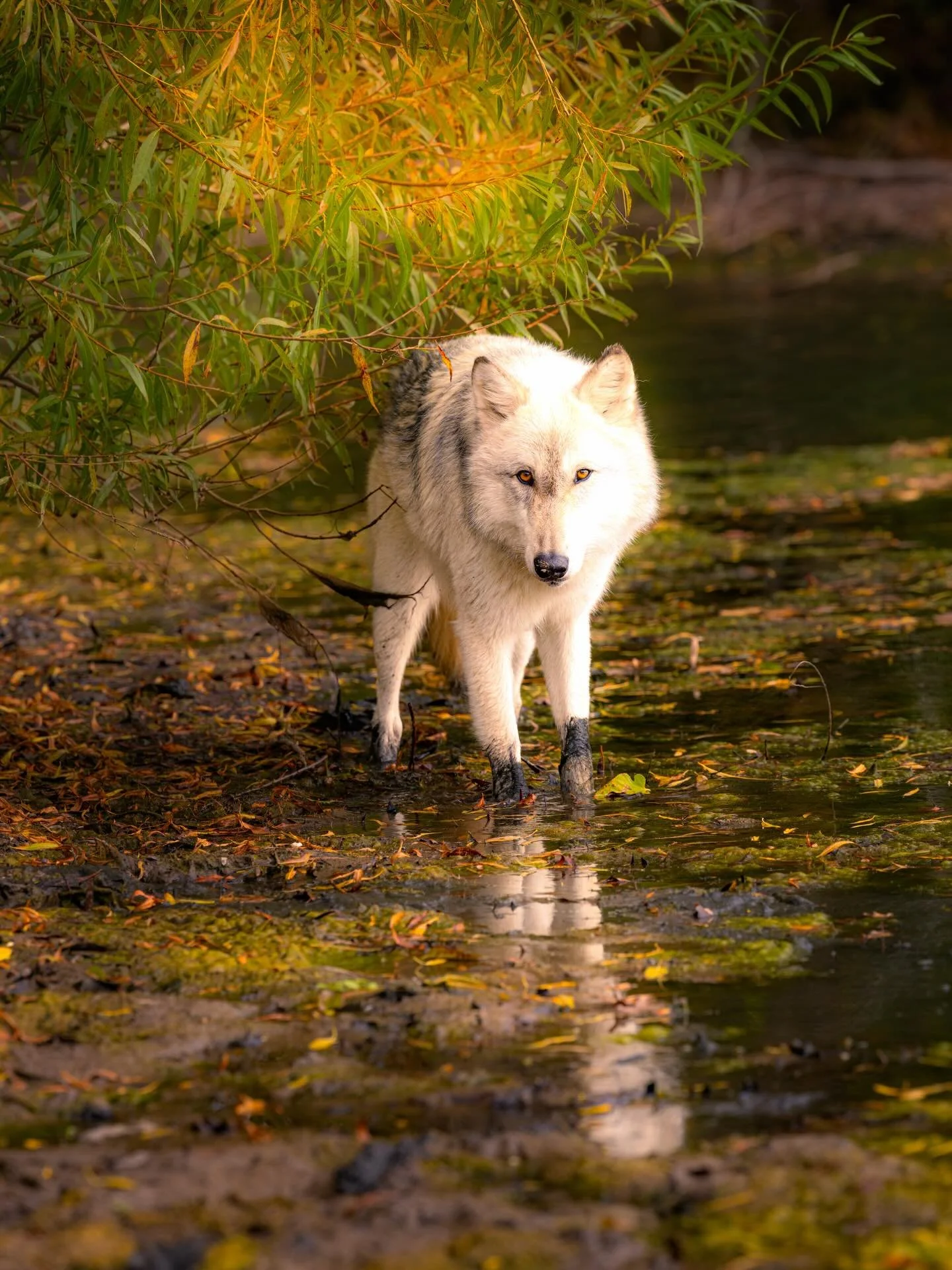 #wolf #wolves #relistwolves #wolfconservation #wolfeducation