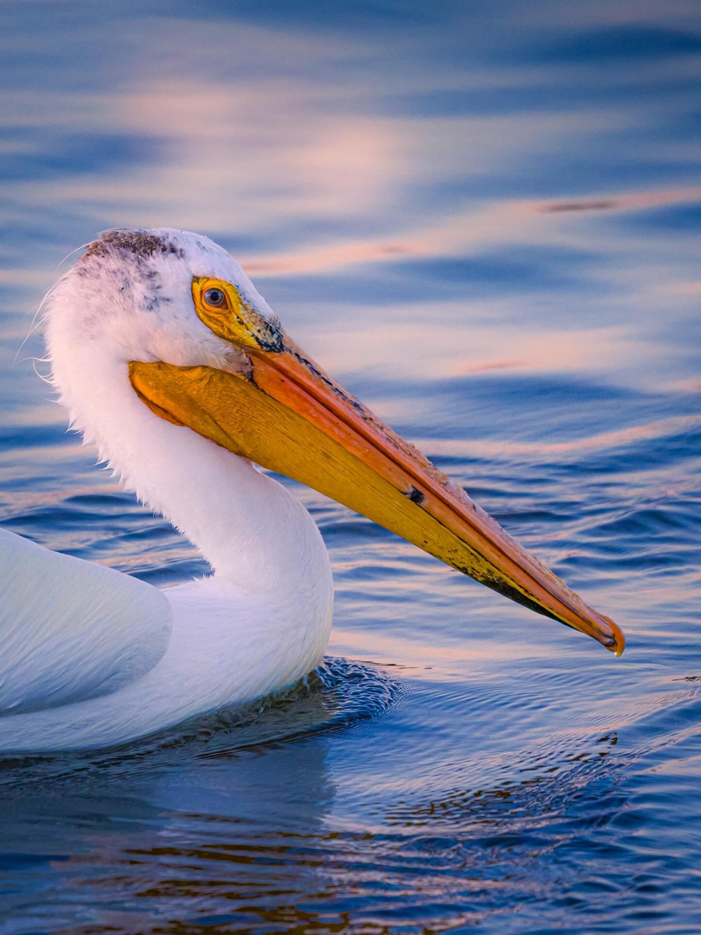 Morning visitor &hellip;. #coldmorning❄️ #birdsofinstagram #birdphotographer #birdphotography #wildlifephotography