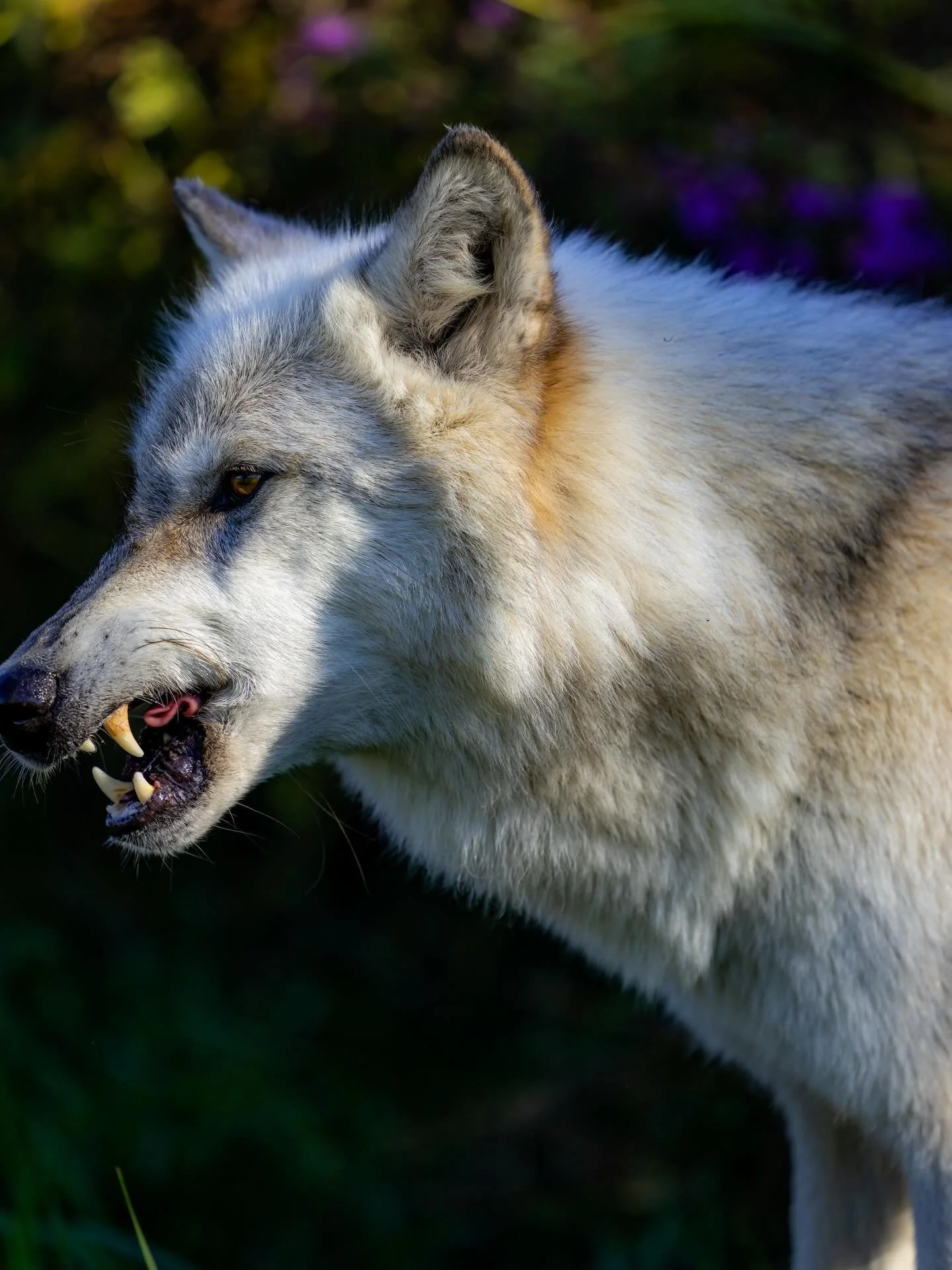 #wolf #wolves #relistwolves #wolfconservation #wolfeducation