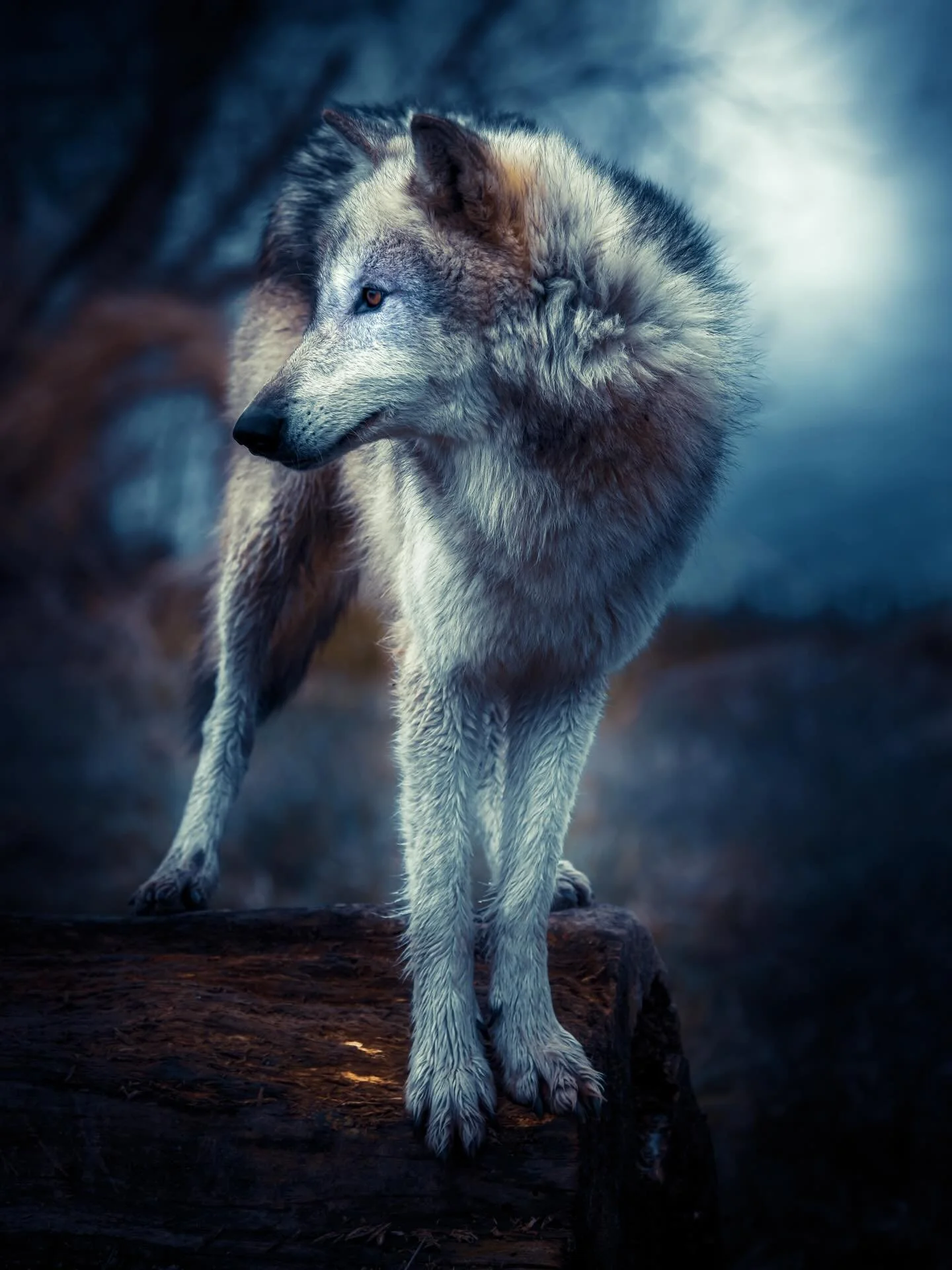 Nothing beats foggy early mornings ..#wolf #wolves #relistwolves #wolfconservation #wolfeducation