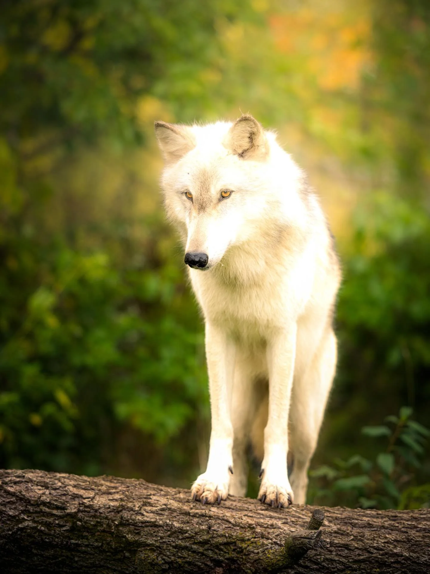 #wolf #wolves #wolfphotography #relistwolves #wolfeducation