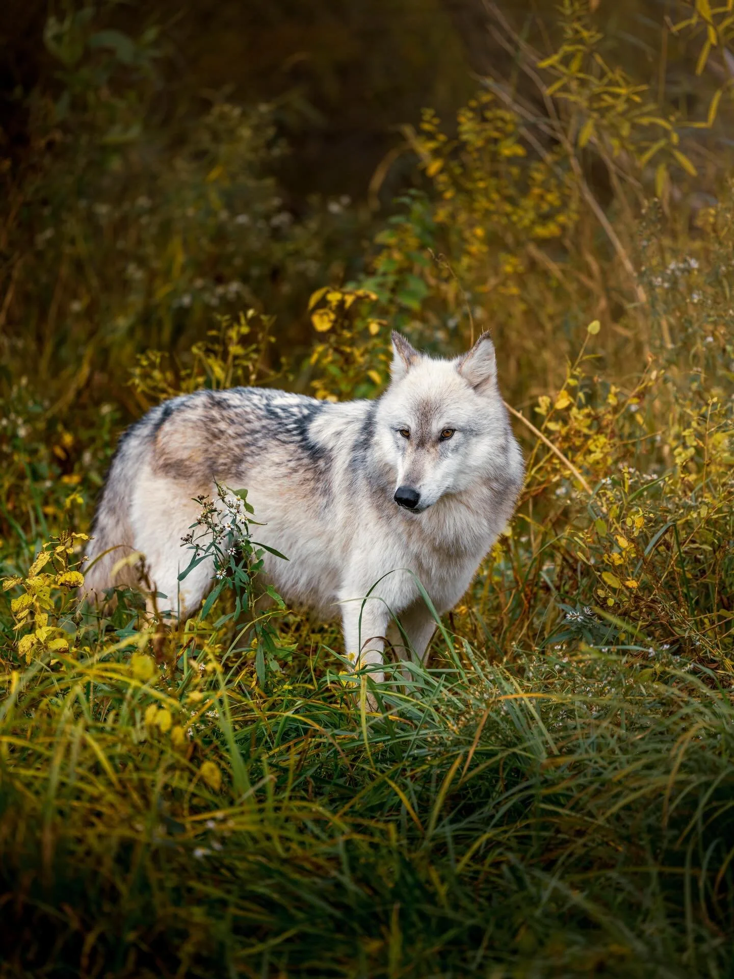 #wolf #wolves #relistwolves #wolfeducation #wolfconservation