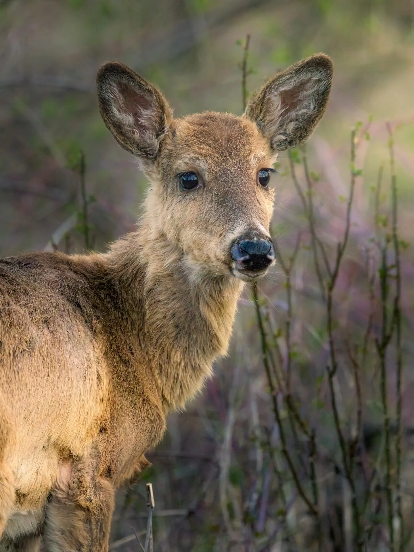 #iowa #wildlife #wildlifephotography #photography #deer