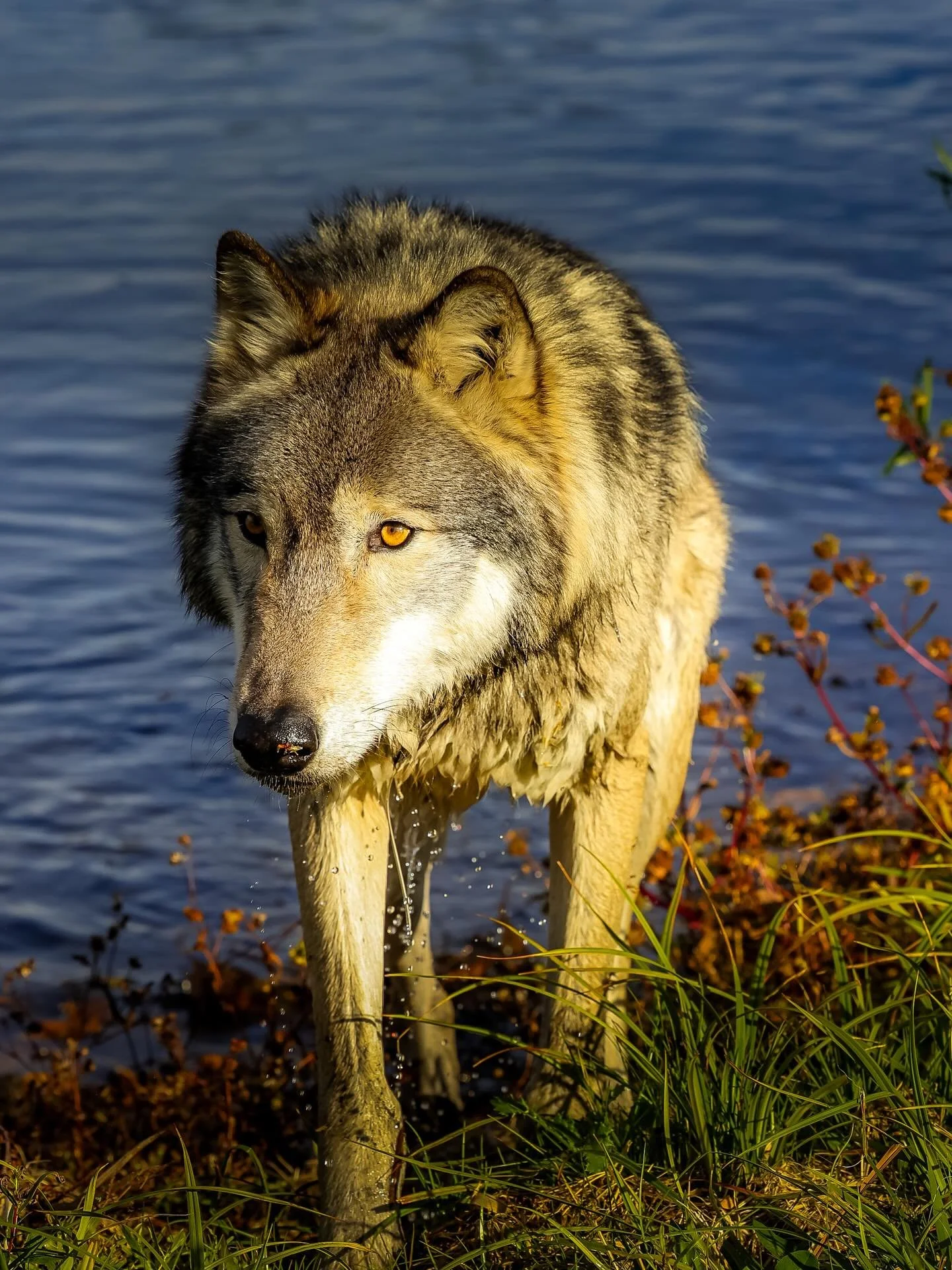 #wolf #wolves #relistwolves #wolfconservation #wolfeducation