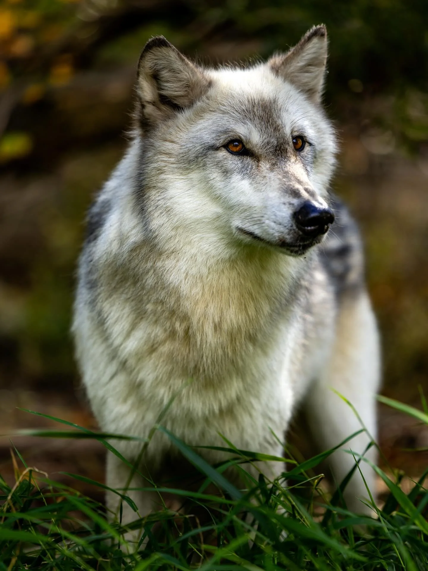 Out here in the wild country where wind scours the ridges and snow packs deep, wolves get an awful lot of blame. Folks point fingers at them for every lost cow, every elk that slips away unseen. But let&rsquo;s get real with the numbers &mdash; the t