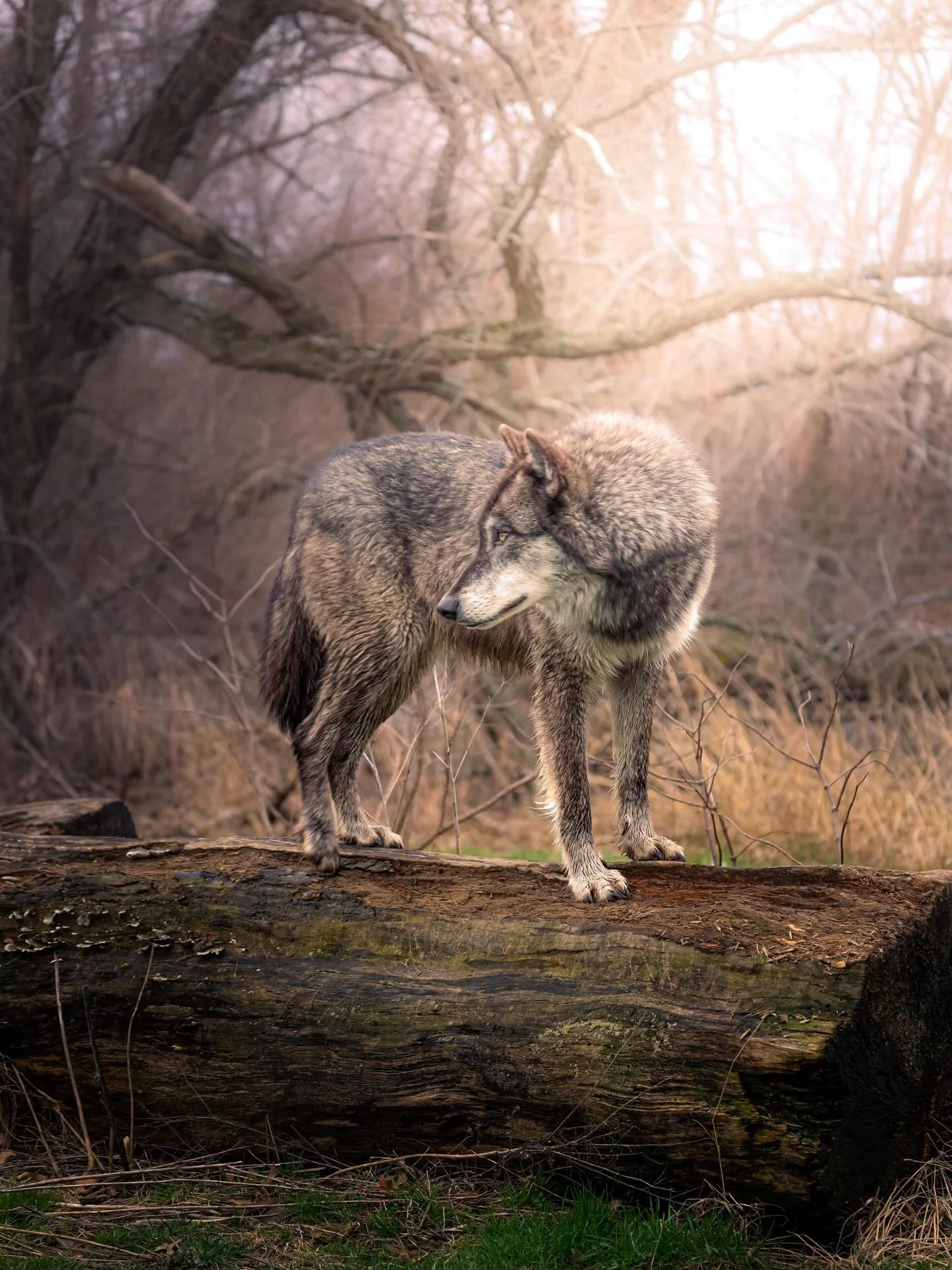 #wolves #wolf #wolvesofinstagram #relistwolves #wolfeducation