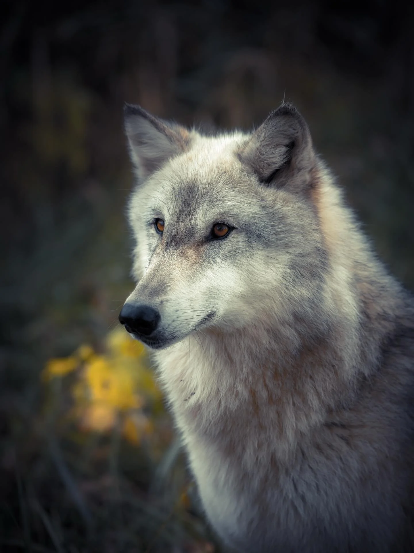 #wolf #wolves #relistwolves #wolfeducation #wolfconservation
