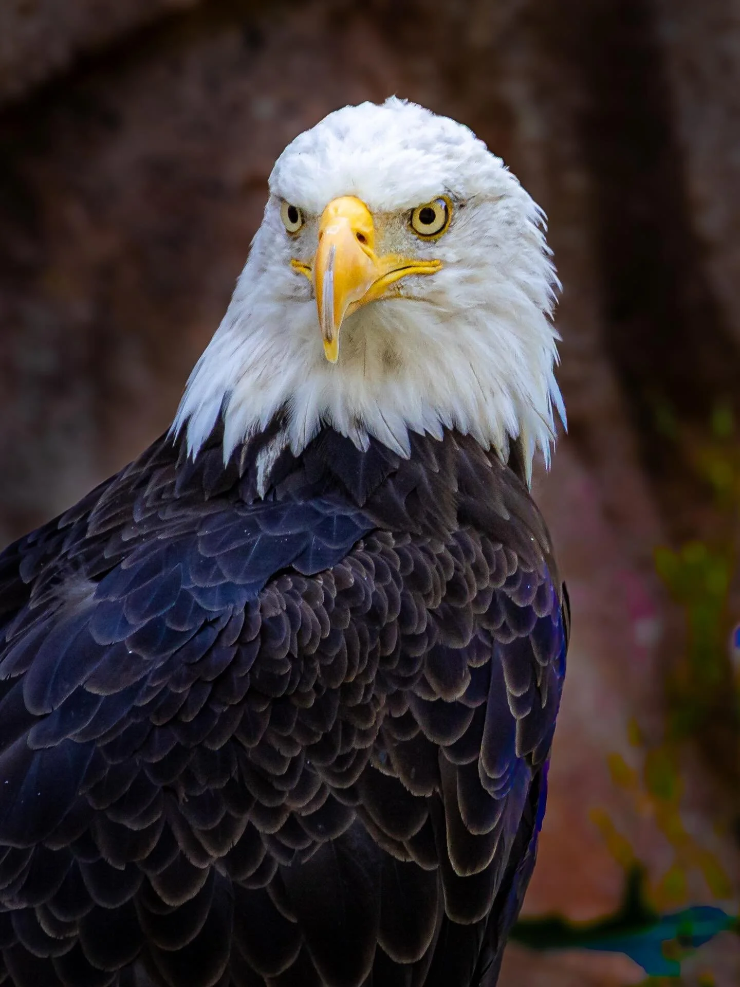 #eagle #baldeagles #wildlife #wildlifephotography #wildlifephoto