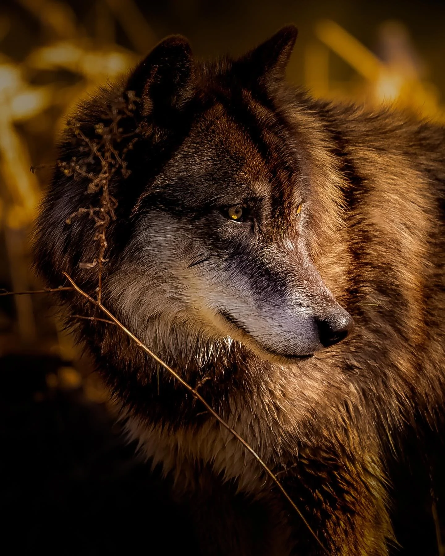 #wolf #wolves #wolvesofinstagram #relistwolves #wolfeducation