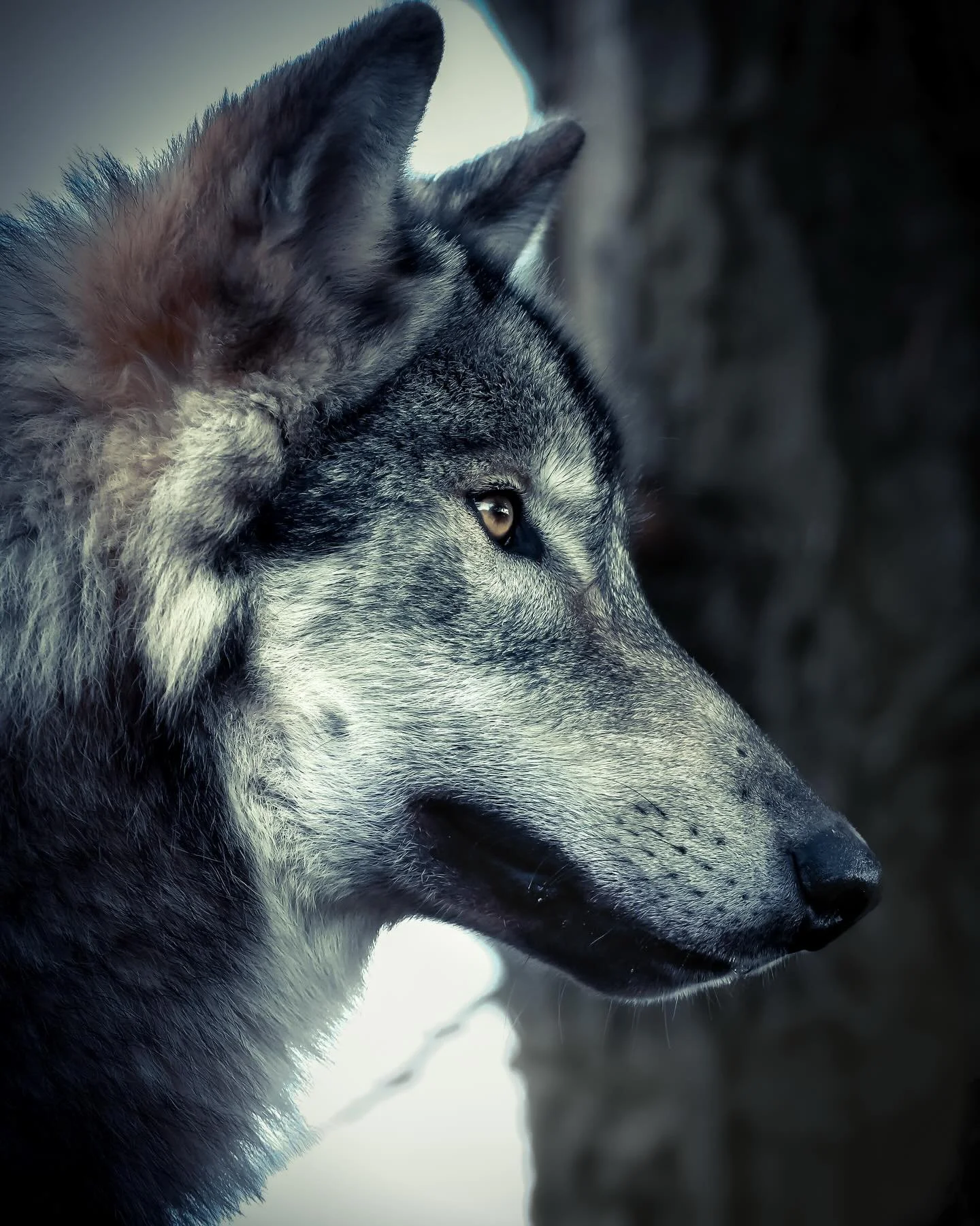 #wolf #wolves #relistwolves #wolfeducation #wolfconservation