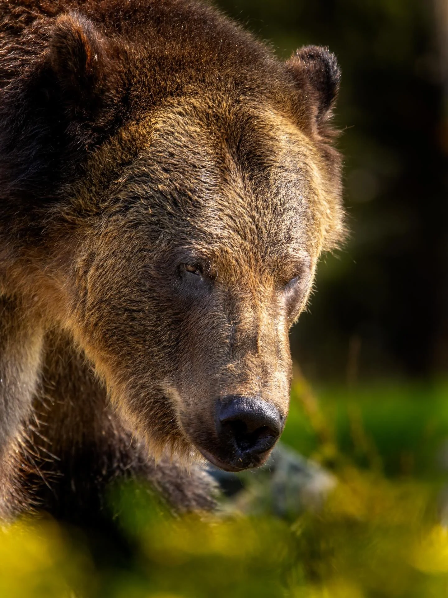 Spring is coming &hellip; #grizzly #bear #yellowstonenationalpark #wyoming #wildlifephotography