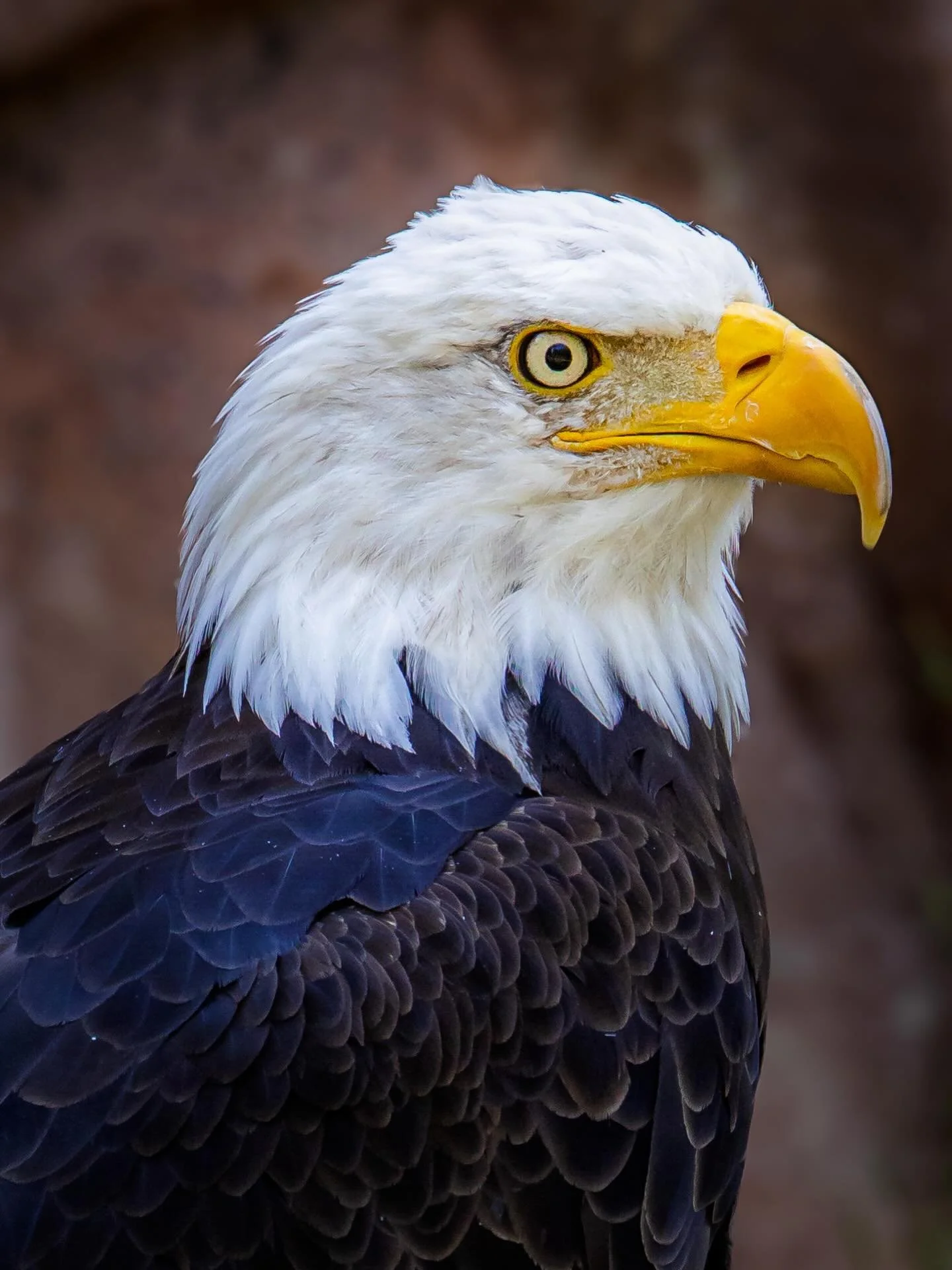 #eagle #baldeagles #wildlife #wildlifephotography #wilderness