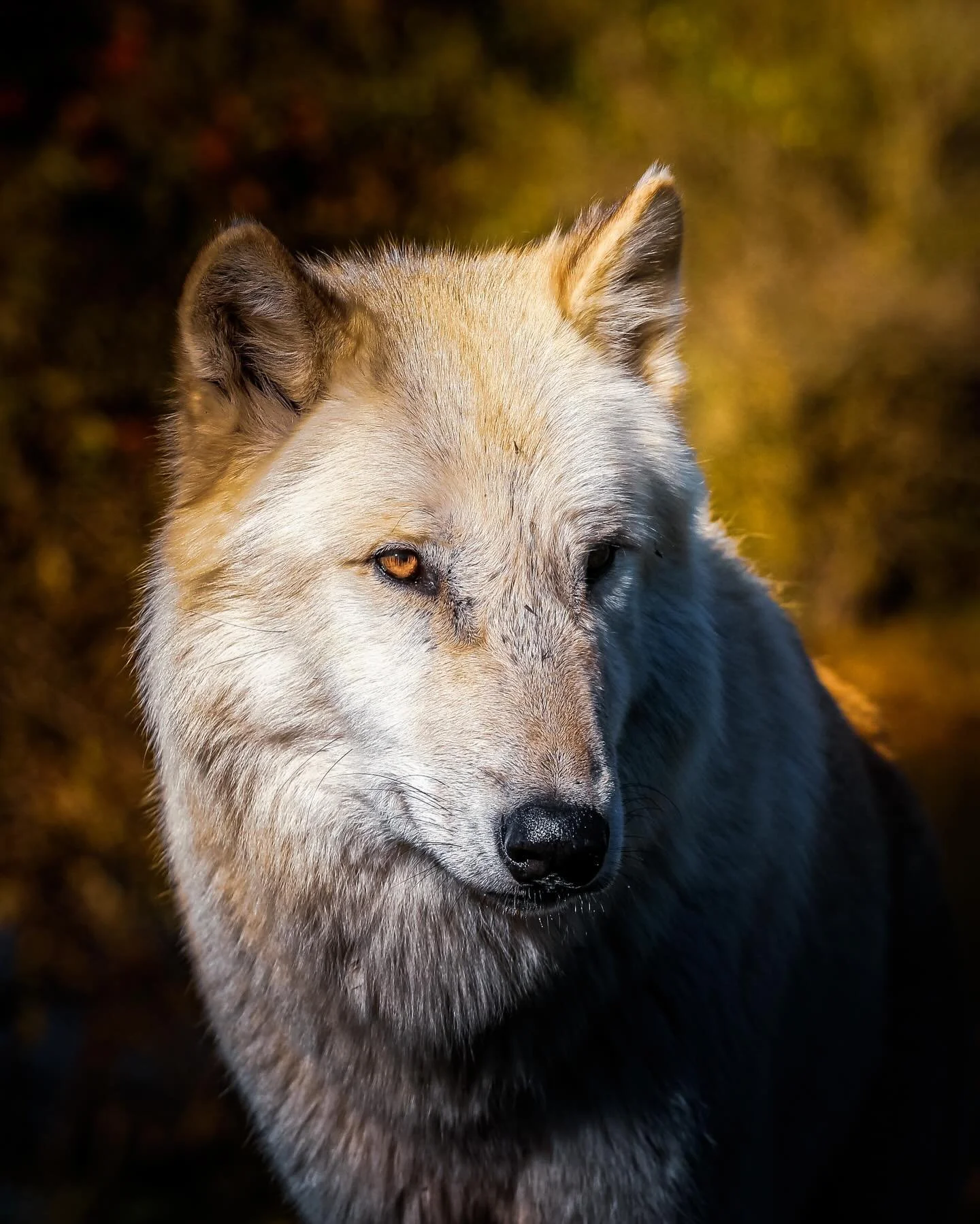 Happy World Wildlife Day&hellip;. #worldwildlifeday #wildlife #earth #wolf #worldwildlifefeaturing