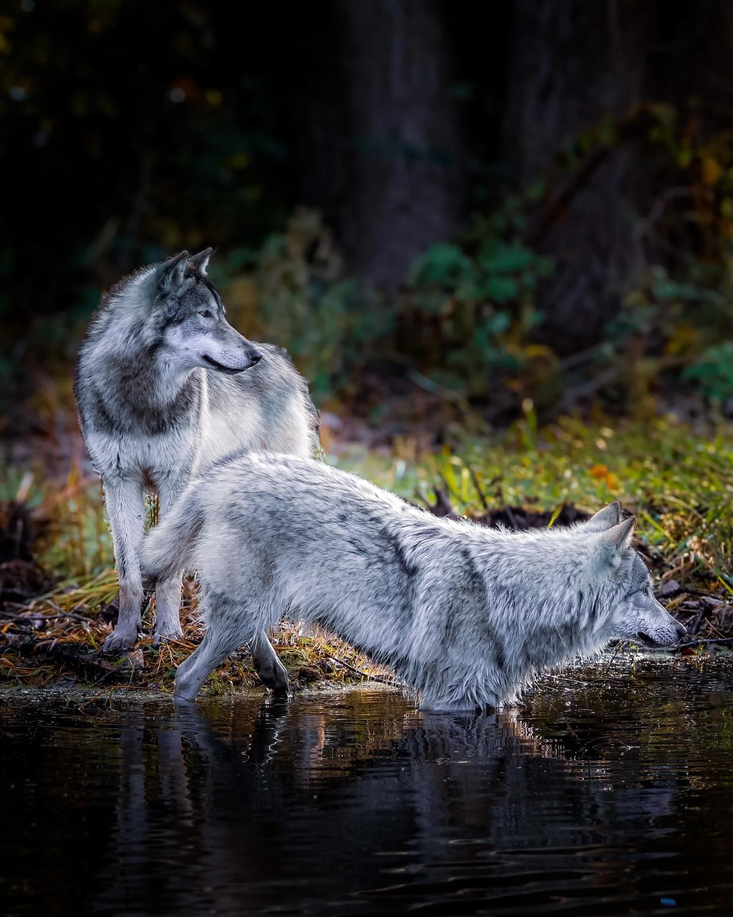 #wolf #wolves #relistwolves #wolfeducation #wolfconservation