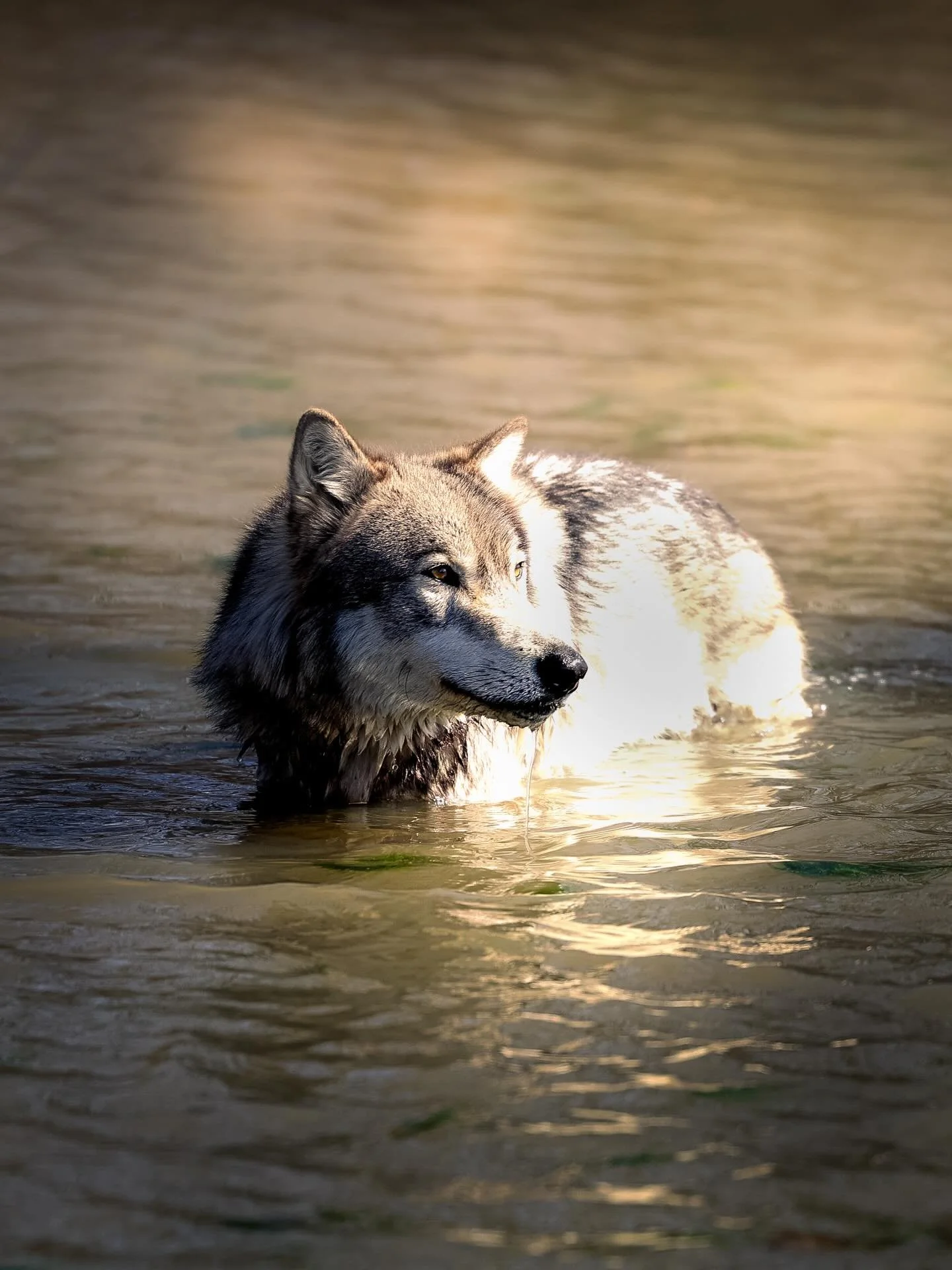 #wolf #wolves #relistwolves #wolfeducation #wolfconservation