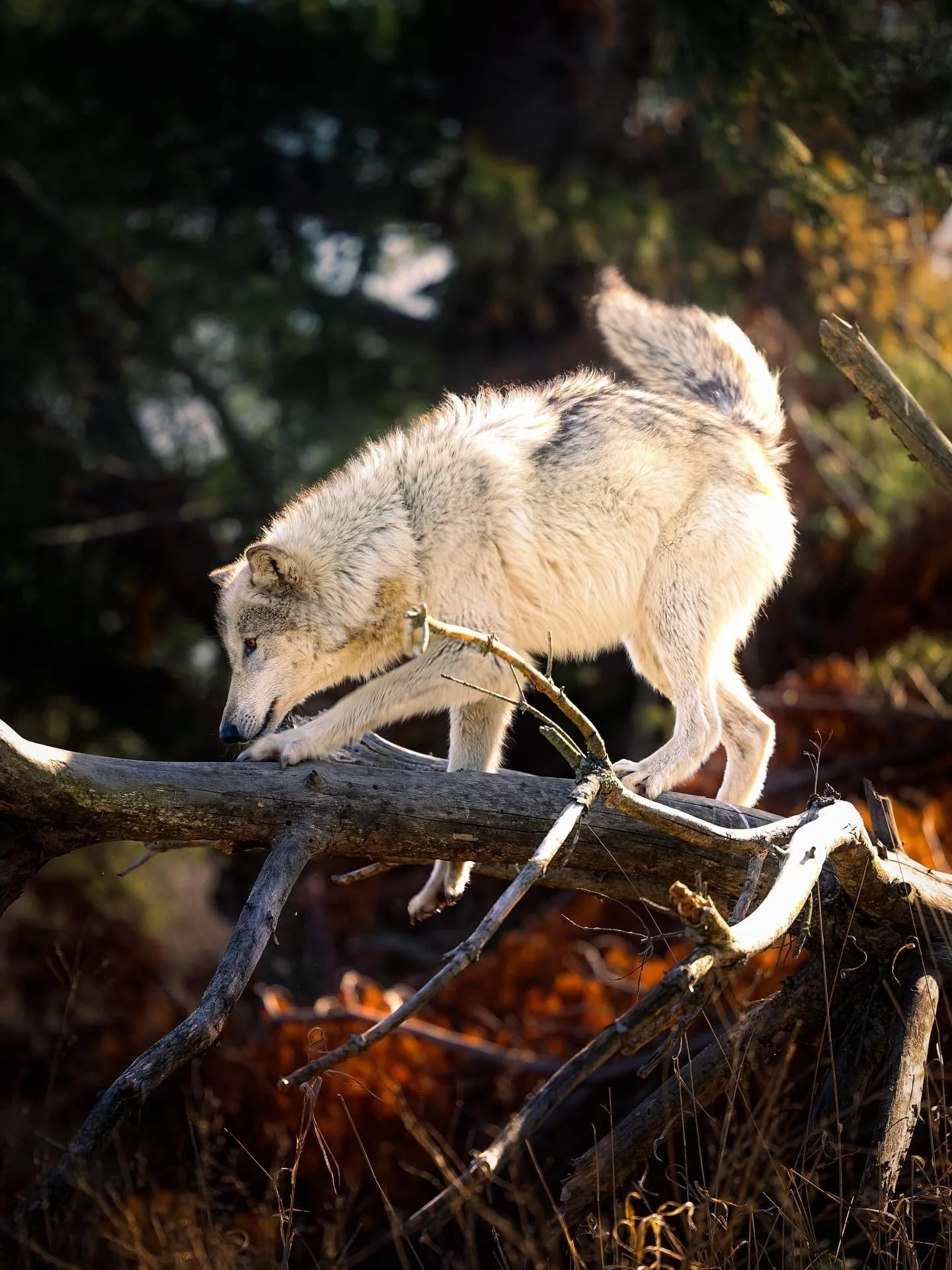 #wolf #wolves #relistwolves #wolfeducation #wolfconservation