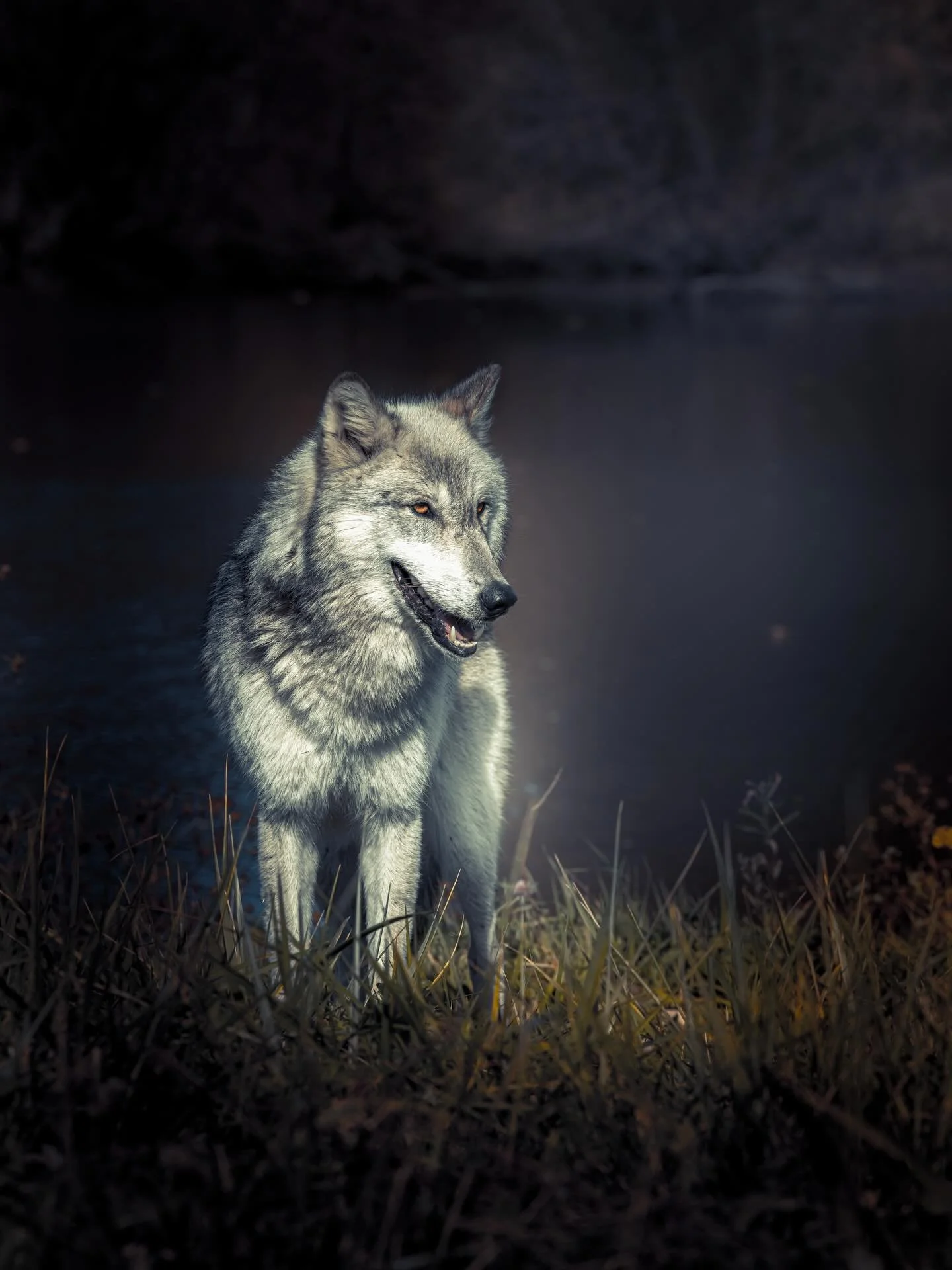 Nothing like a wolf at first light .. #wolf #wolves #relistwolves #wolfeducation #wolfconservation