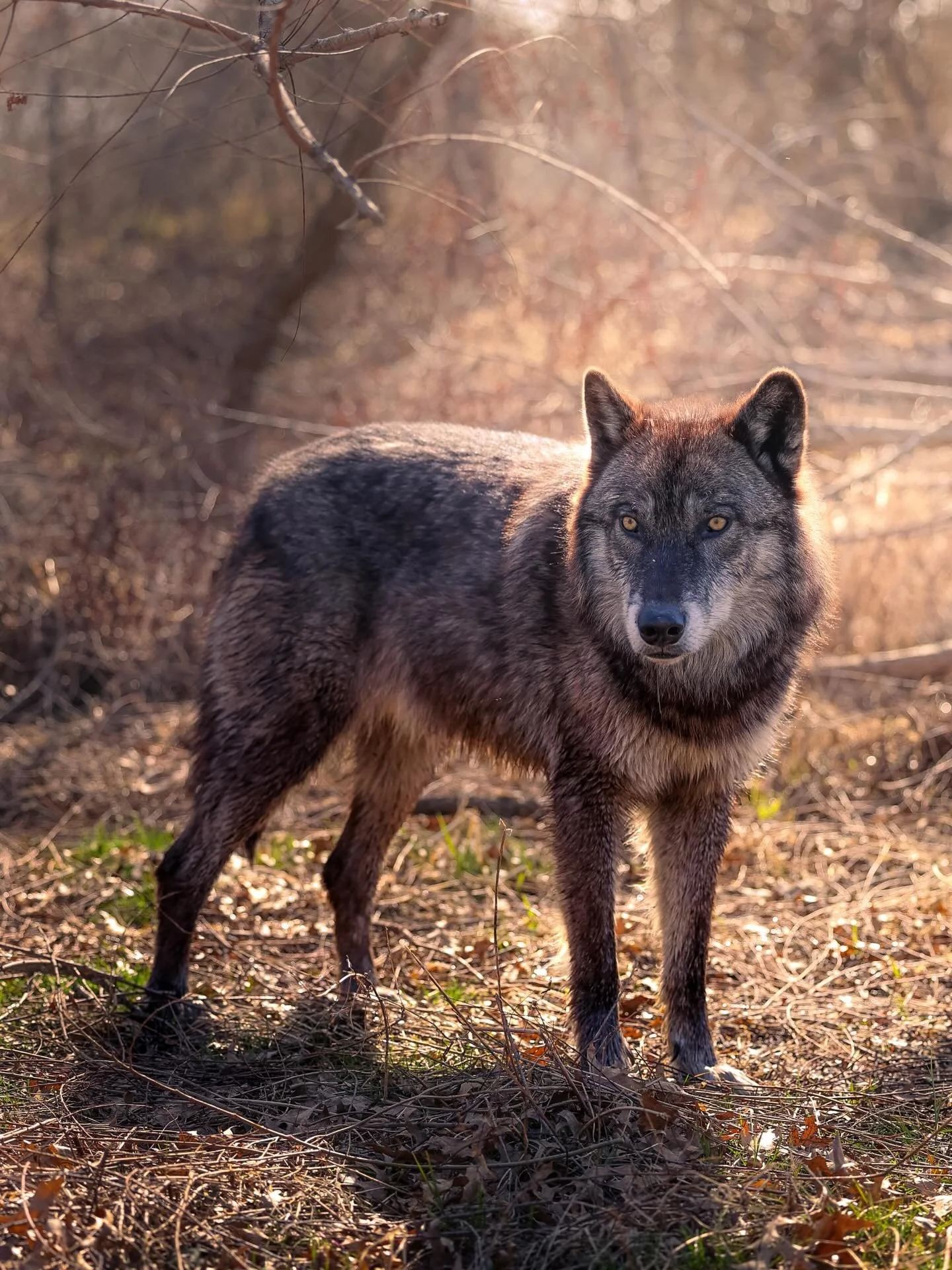 #wolf #wolves #relistwolves #wolfeducation #wolfconservation