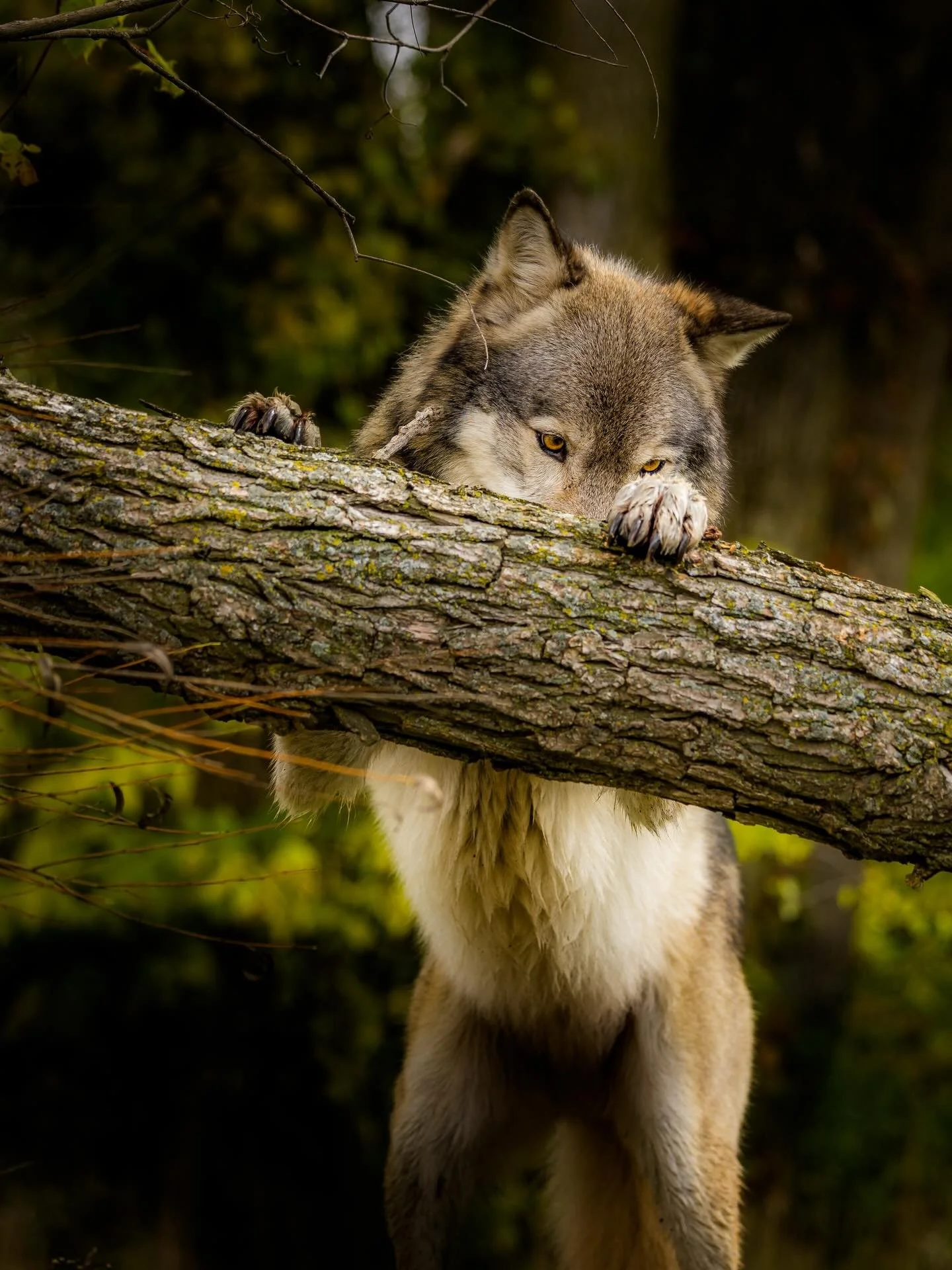 If i hide my beak back here&hellip; he will never see me&hellip;. #wolf #wolves #wolvesofinstagram #relistwolves #wolfeducation