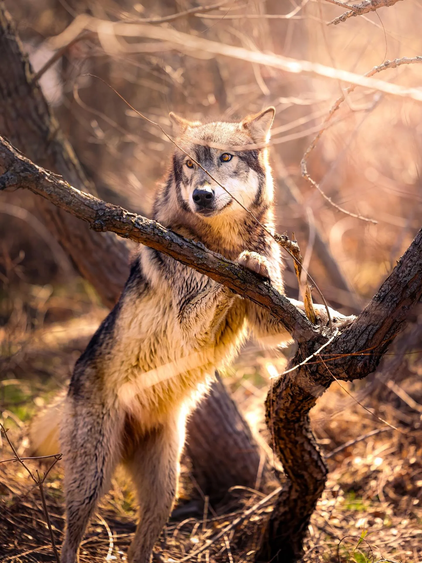 #wolf #wolves #relistwolves #wolfeducation #wolfconservation