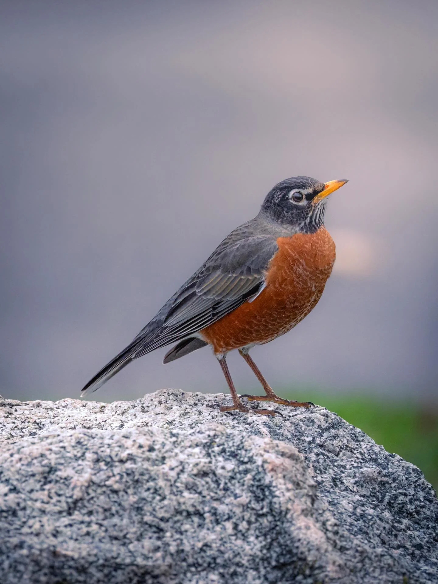 Does this mean spring is coming ?  #spring #springhassprung #boing #springtime #springishere