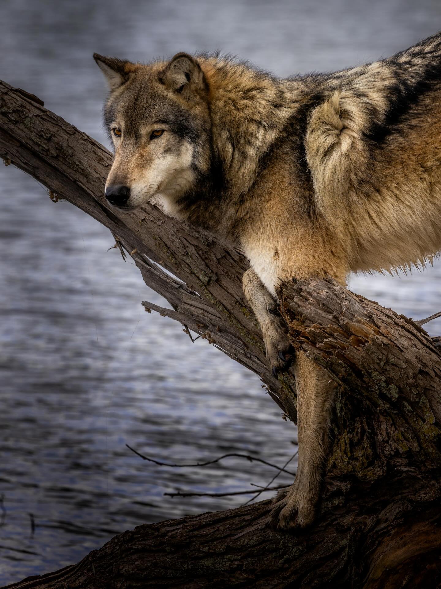 #wolf #wolves #relistwolves #wolfeducation #wolfconservation