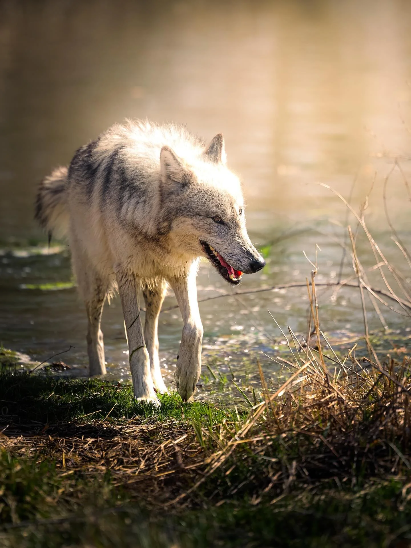 #wolf #wolves #relistwolves #wolfeducation #wolfconservation