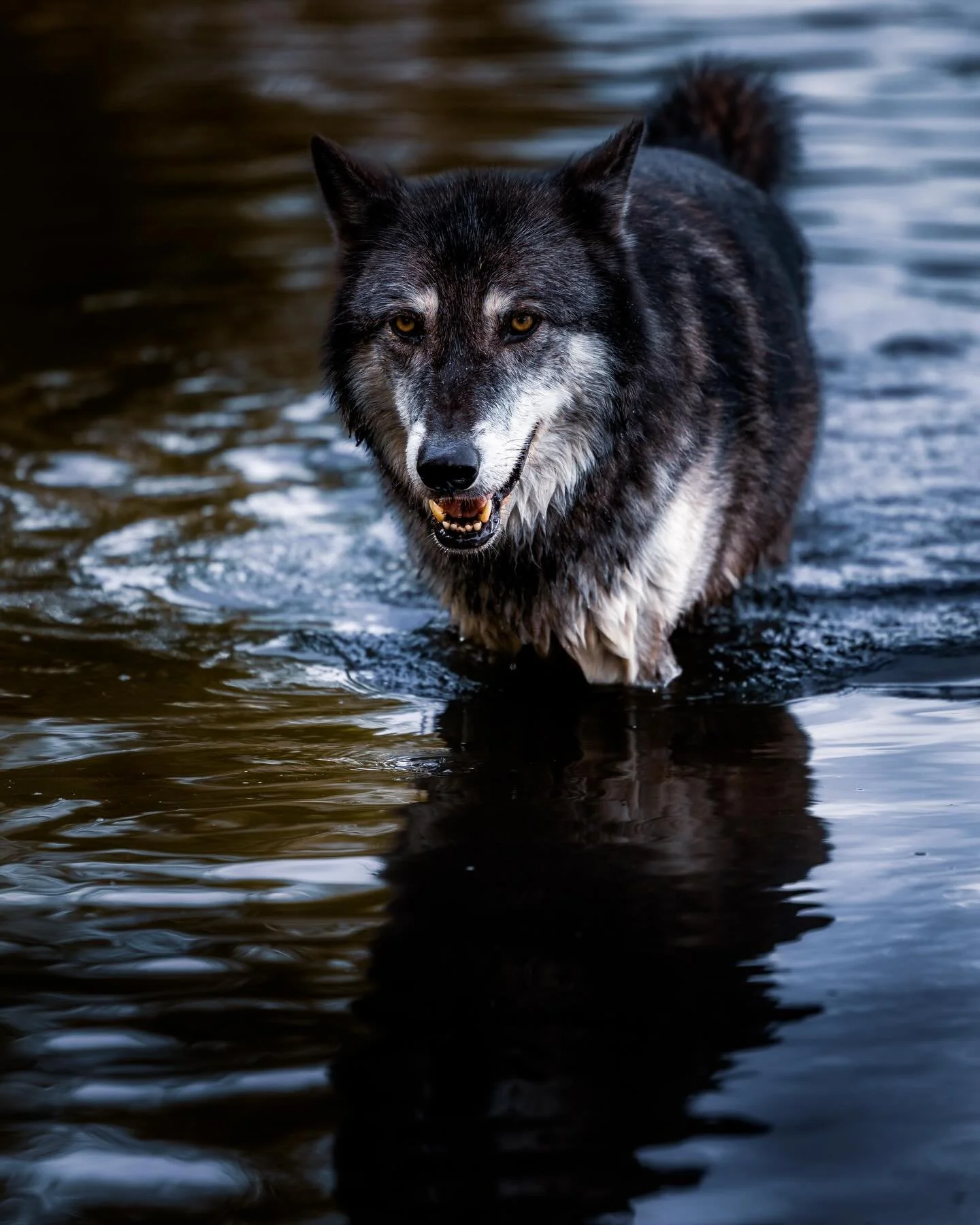 #wolf #wildlife #wildlifephotography #relistwolves #wolfconservation