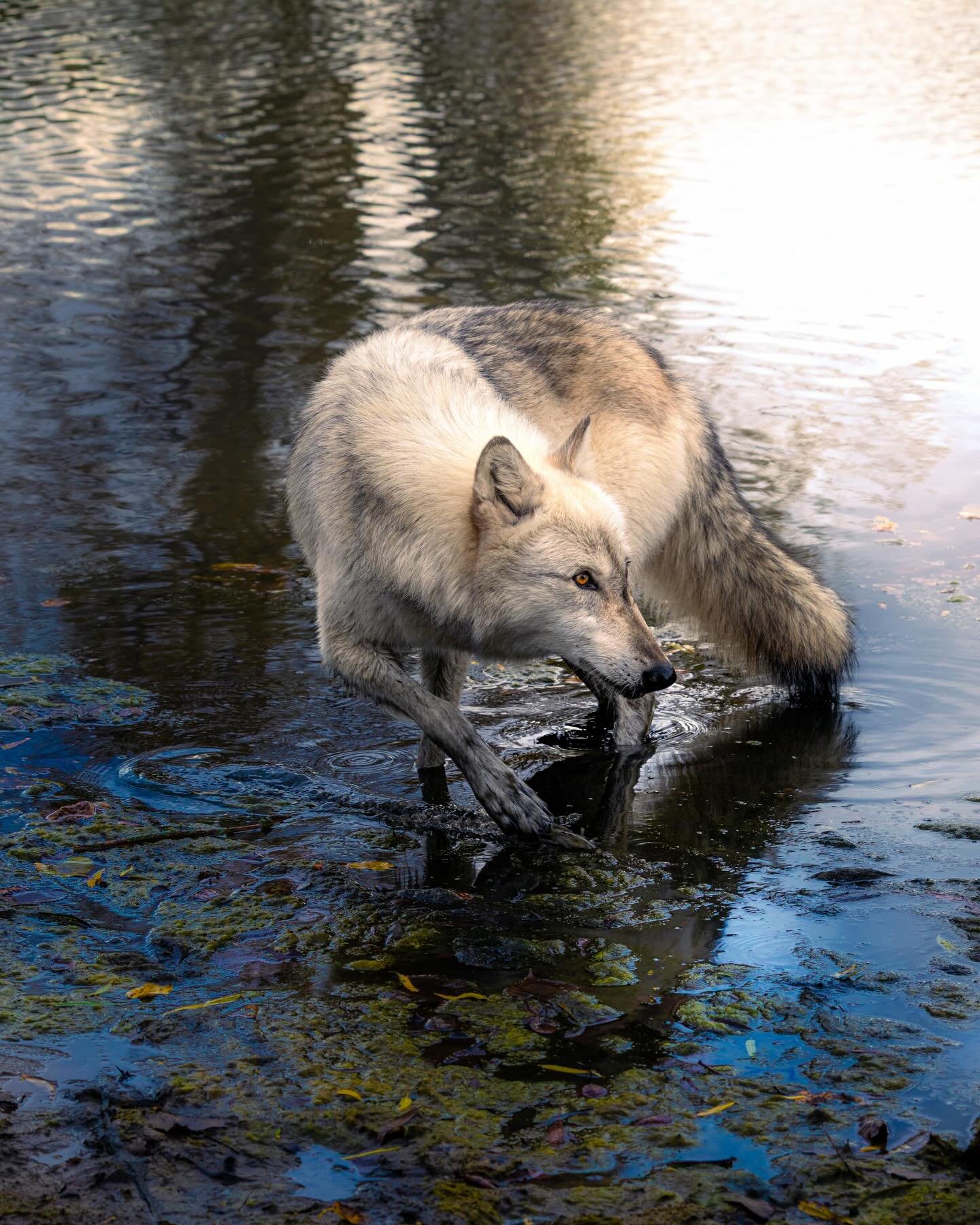 #wolf #wolves #relistwolves #wolfconservation #wolfeducation
