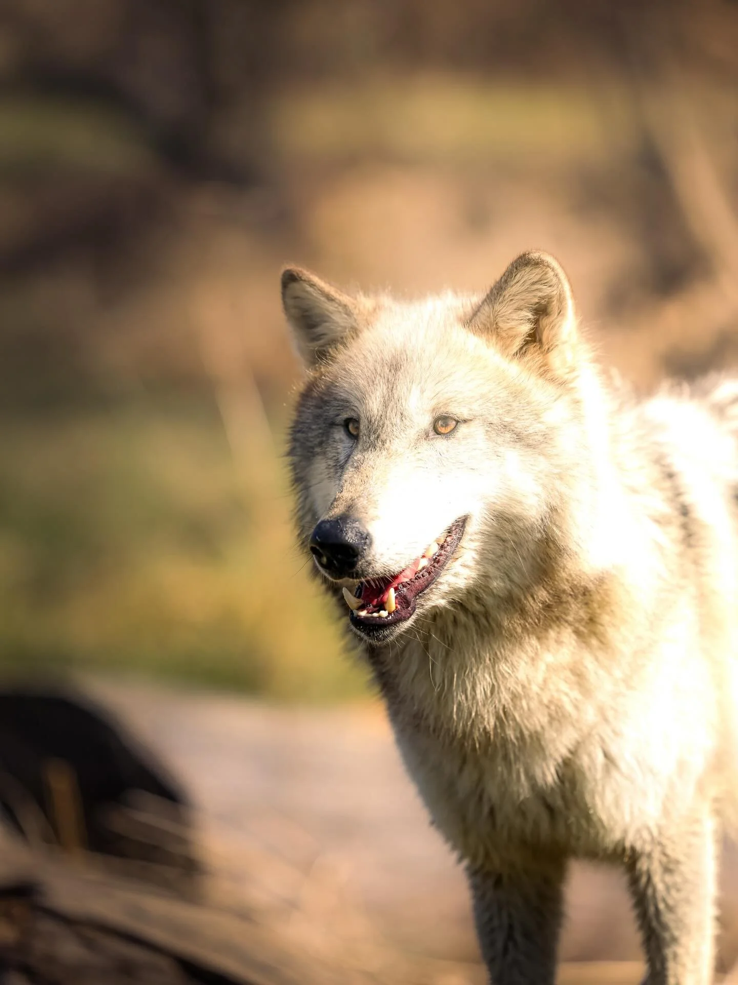 Not sure anything can beat a wolf in morning light&hellip;. #wolf #wolves #relistwolves #wolfeducation #wolfconservation