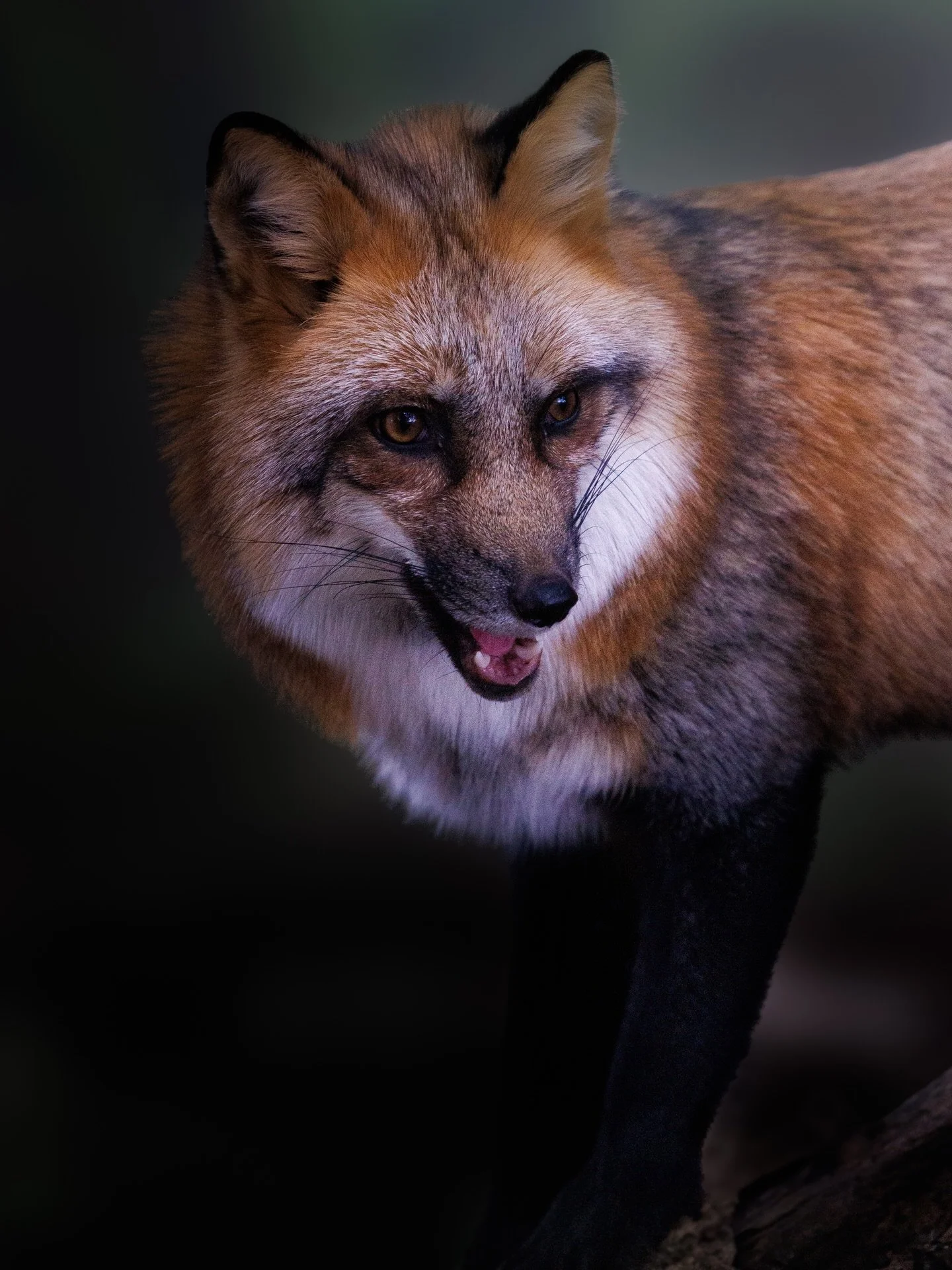 Timber Cheeto &hellip; #wildlife #wildlifephotography #fox #redfox #canonr5markⅱ @canonusa