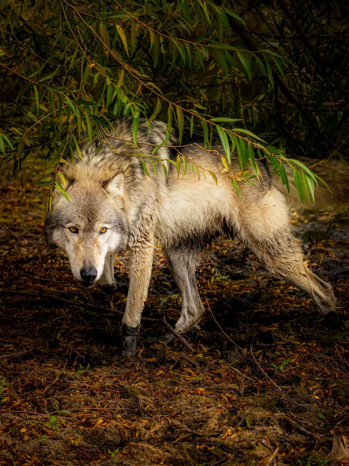 Their eyes can cut to your soul&hellip; #wolf #wolves #relistwolves #wolfeducation #wolfconservation