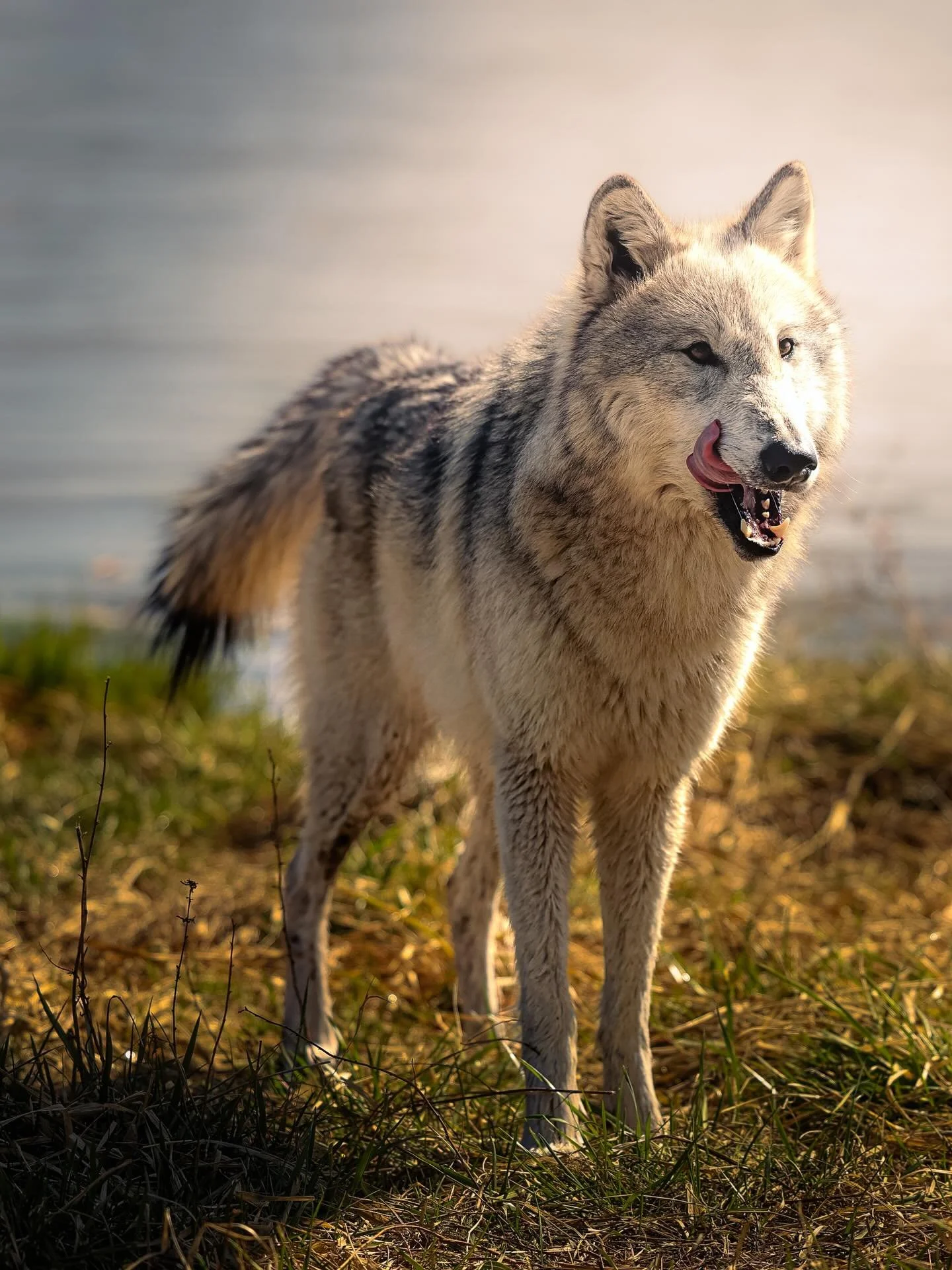 Happy Tongue out Tuesday .. #wolf #toungeouttuesday #relistwolves #wolfeducation #wolfconservation