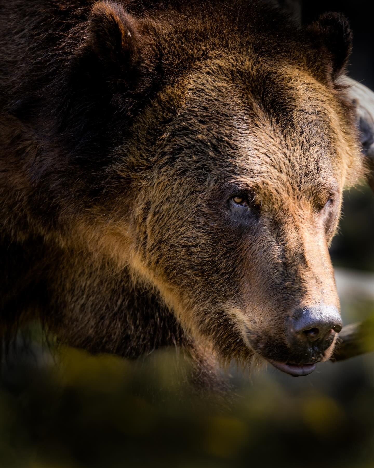 #wildlife #wildlifephotography #grizzly #bear #wyoming