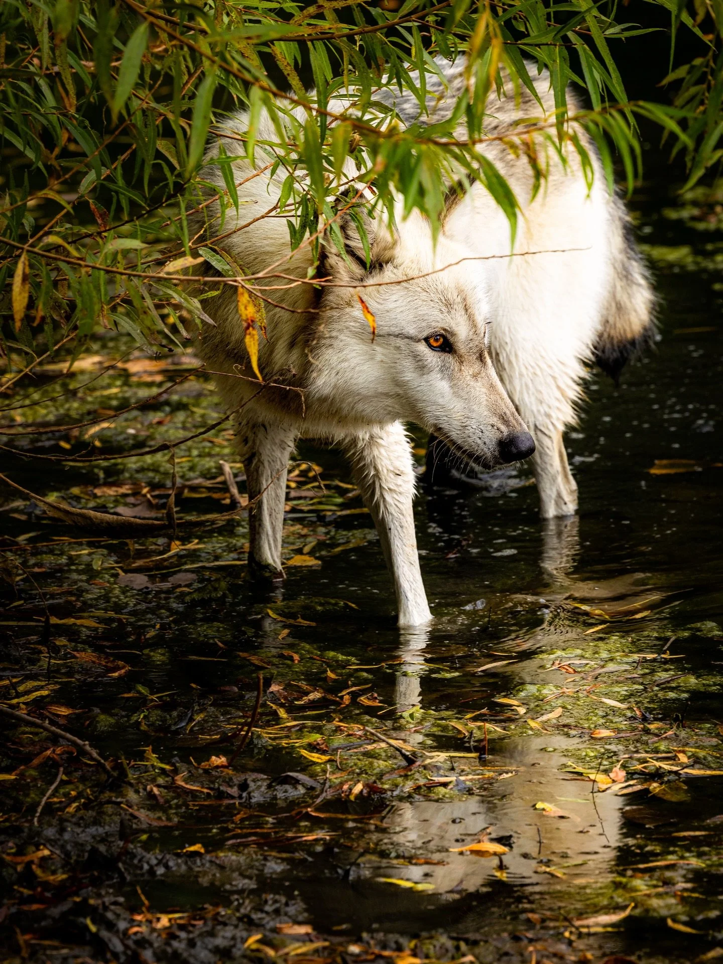 #wolf #wildlife #wildlifephotography #relistwolves #wolfconservation