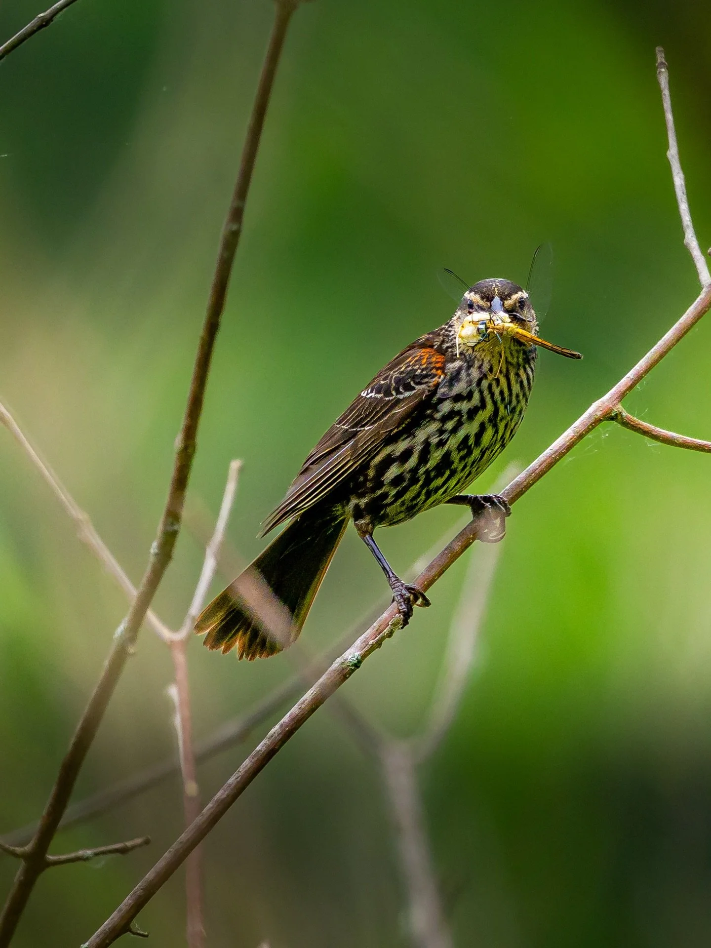 Dinner&hellip;. #wildlife #wildernesslifestyle #wildlifephoto #wildlifephotography #bird