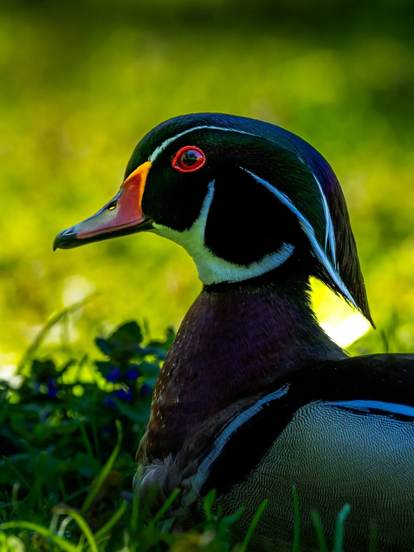 The male wood duck is one of the most beautiful of all birds&hellip; #duck #woodduck #wildlife #wildlifephotography #wildlifephoto