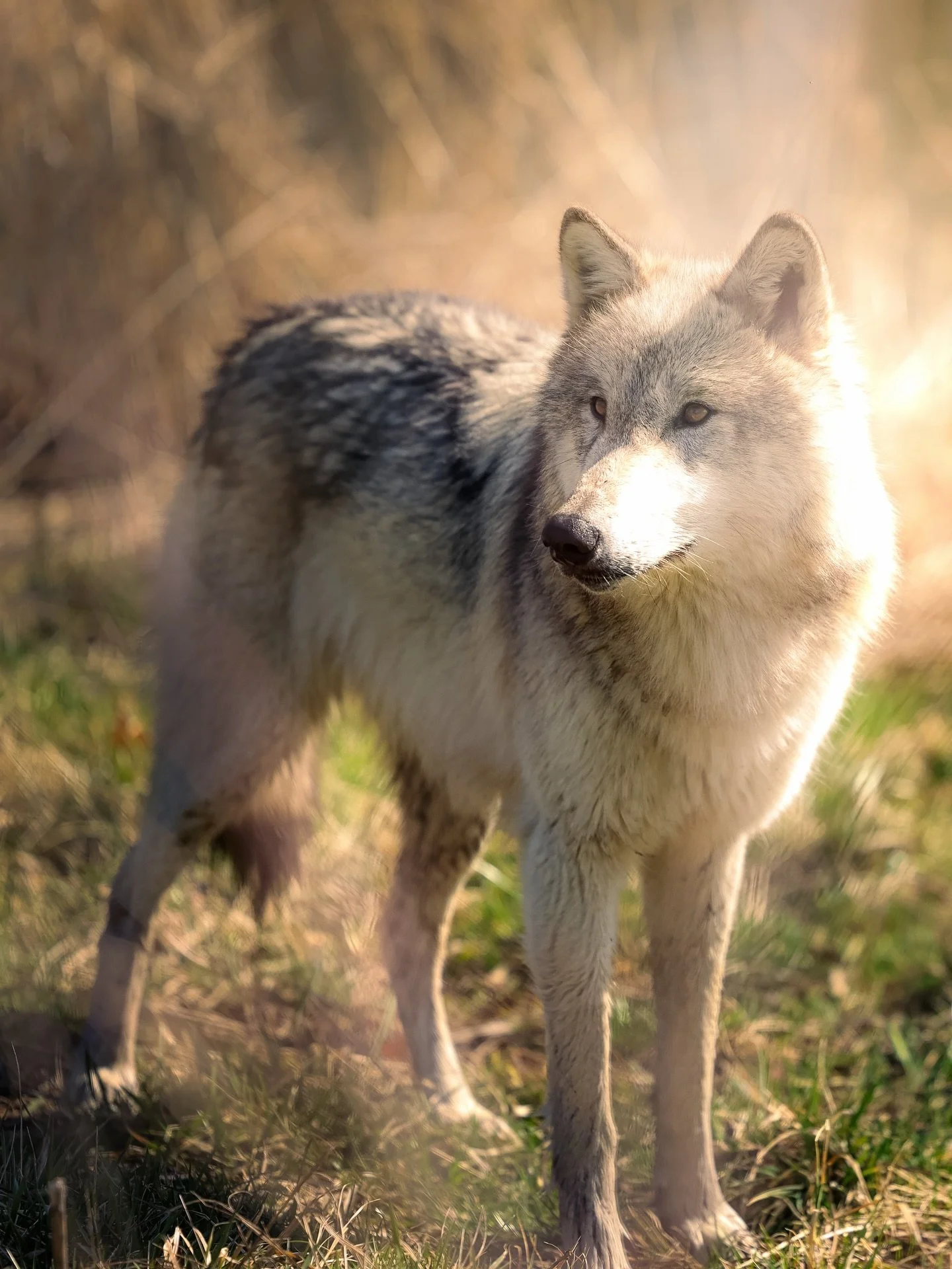 Morning light &hellip;. #wolf #wolves #relistwolves #wolfeducation #wolfconservation