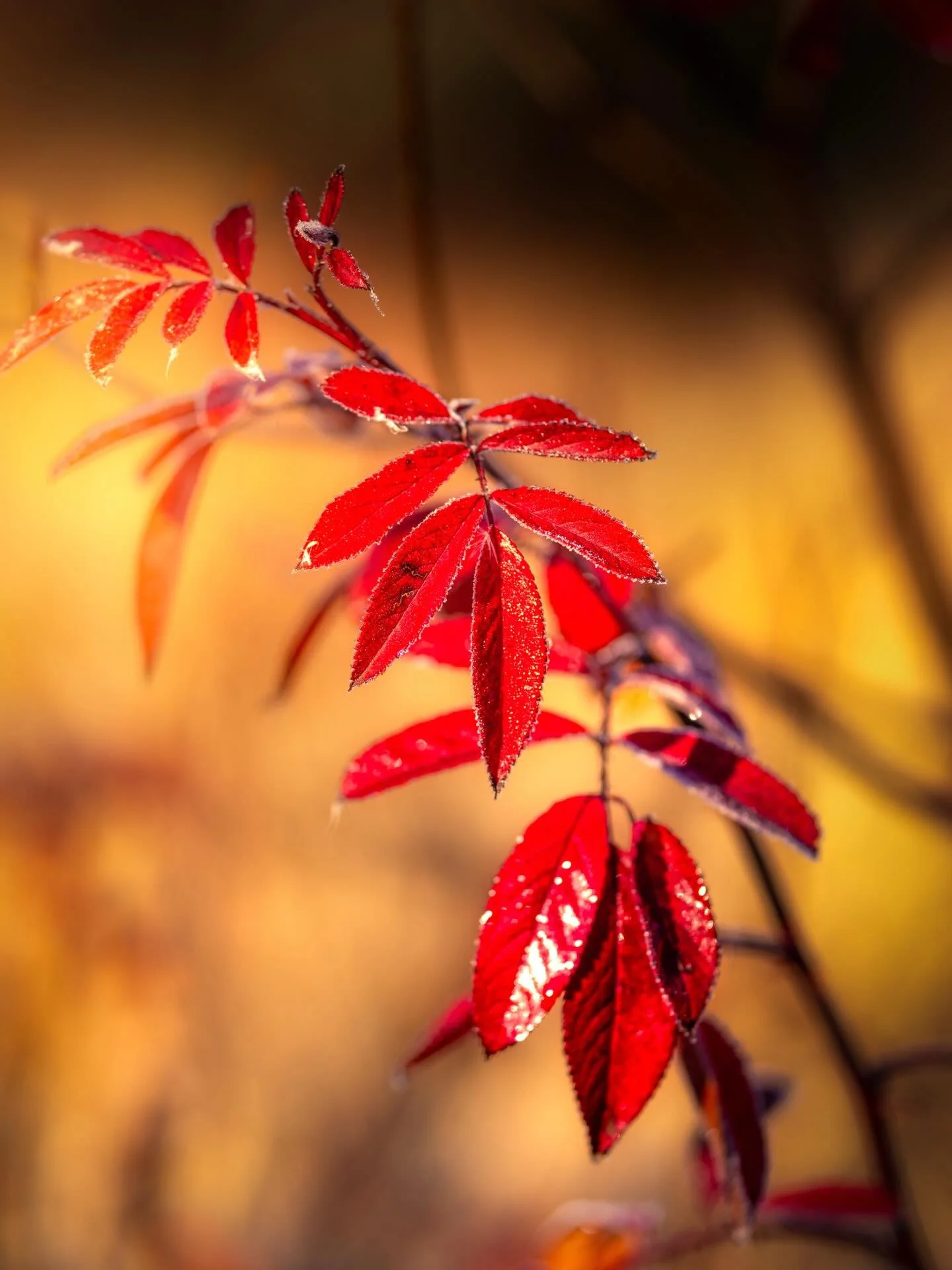 Morning&rsquo;s first light , dew and frost all join&hellip;