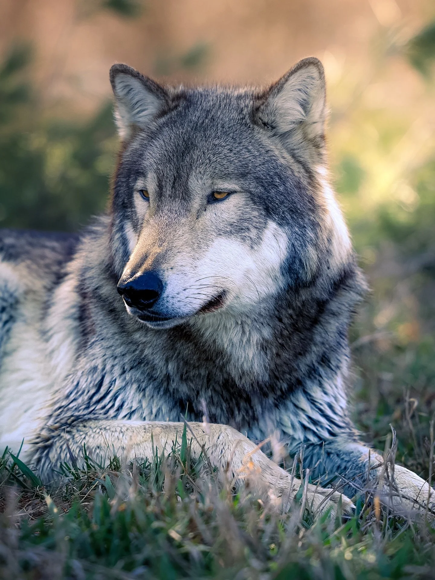 The wolf&hellip; is our brother