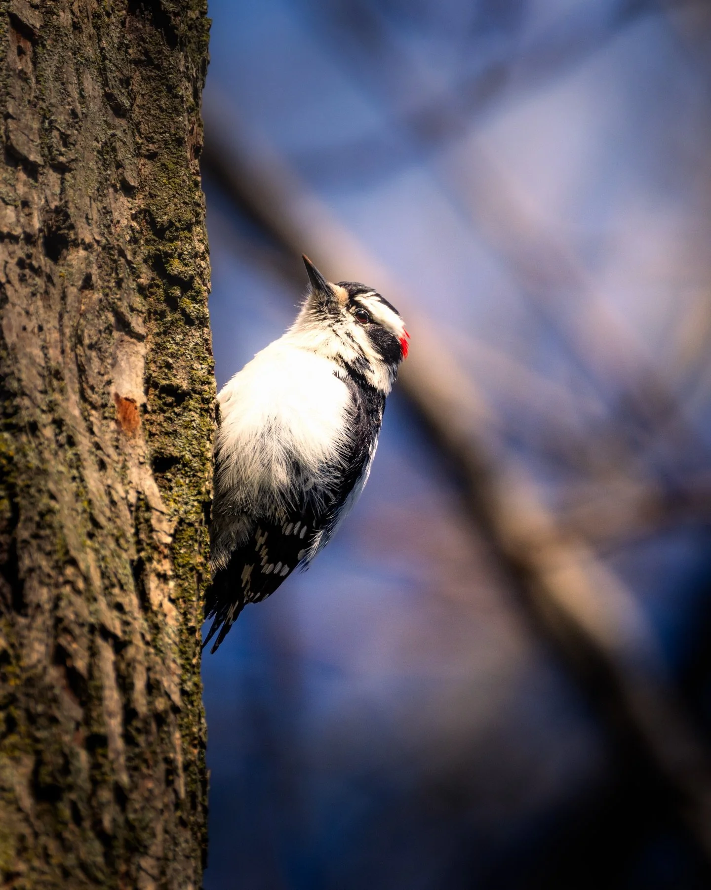 Woody says Hi&hellip;. #woodpecker #wildlife #wildlifephotography