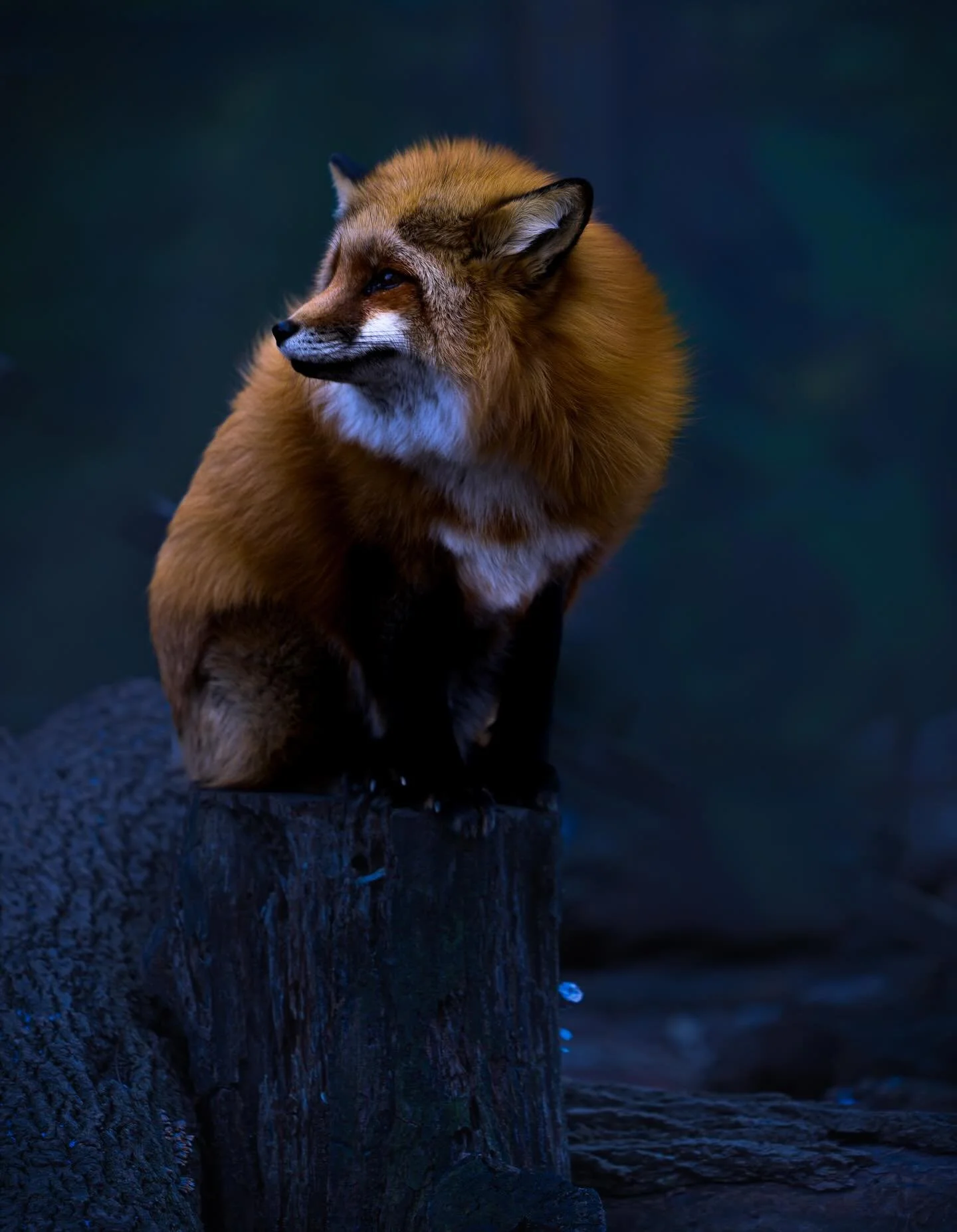 Happy Fox Friday ..#fox #foxyfriday