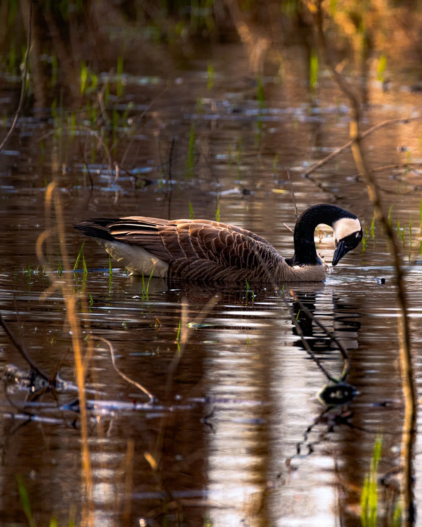 Coming back into the Midwest chasing spring wildlife hasn&rsquo;t been easy this year&hellip; not even close. Days of rain turned into weeks, and everything out there is just flat out soaked.

Every trail I&rsquo;ve tried to get into is flooded or wa
