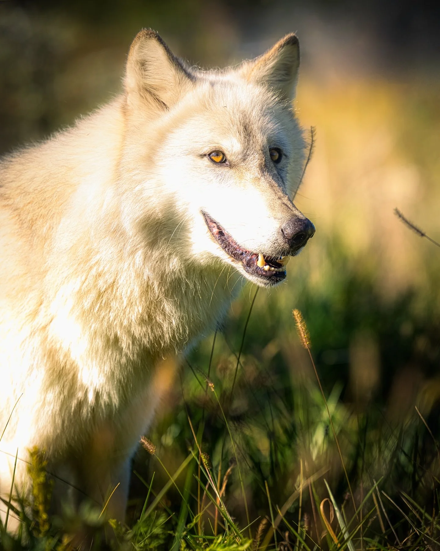 And then&hellip;.. our eyes met&hellip;. #wolf #wolves #relistwolves