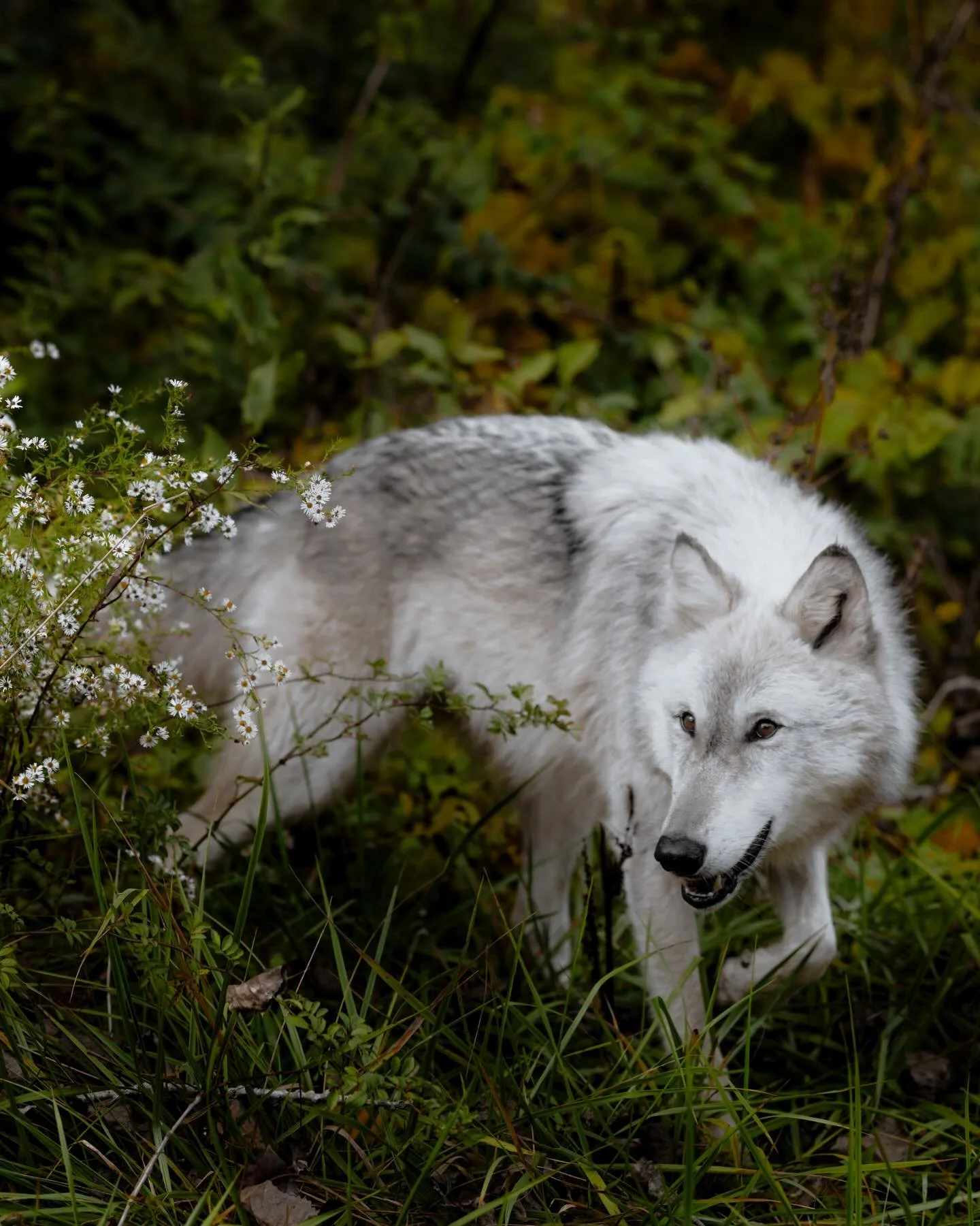 We were never meant to own this place.
That idea&hellip; it&rsquo;s what broke the balance.

This land isn&rsquo;t ours to fence off, strip down, or conquer.
It was something we were supposed to walk with&hellip; not over.

Stewards. That&rsquo;s the