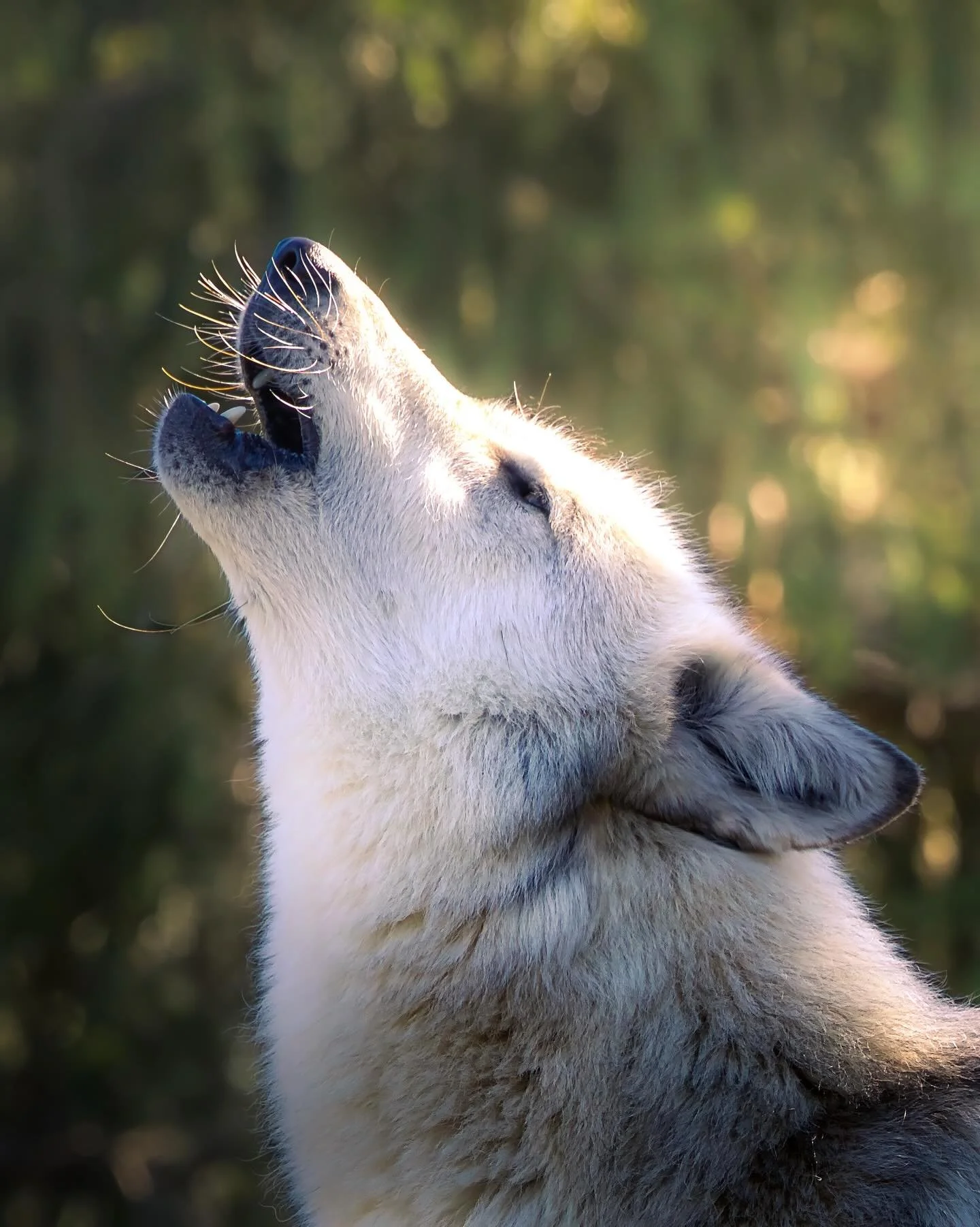 Let me tell you about the story of my people&hellip;. #wolf #relistwolves #wolfeducation