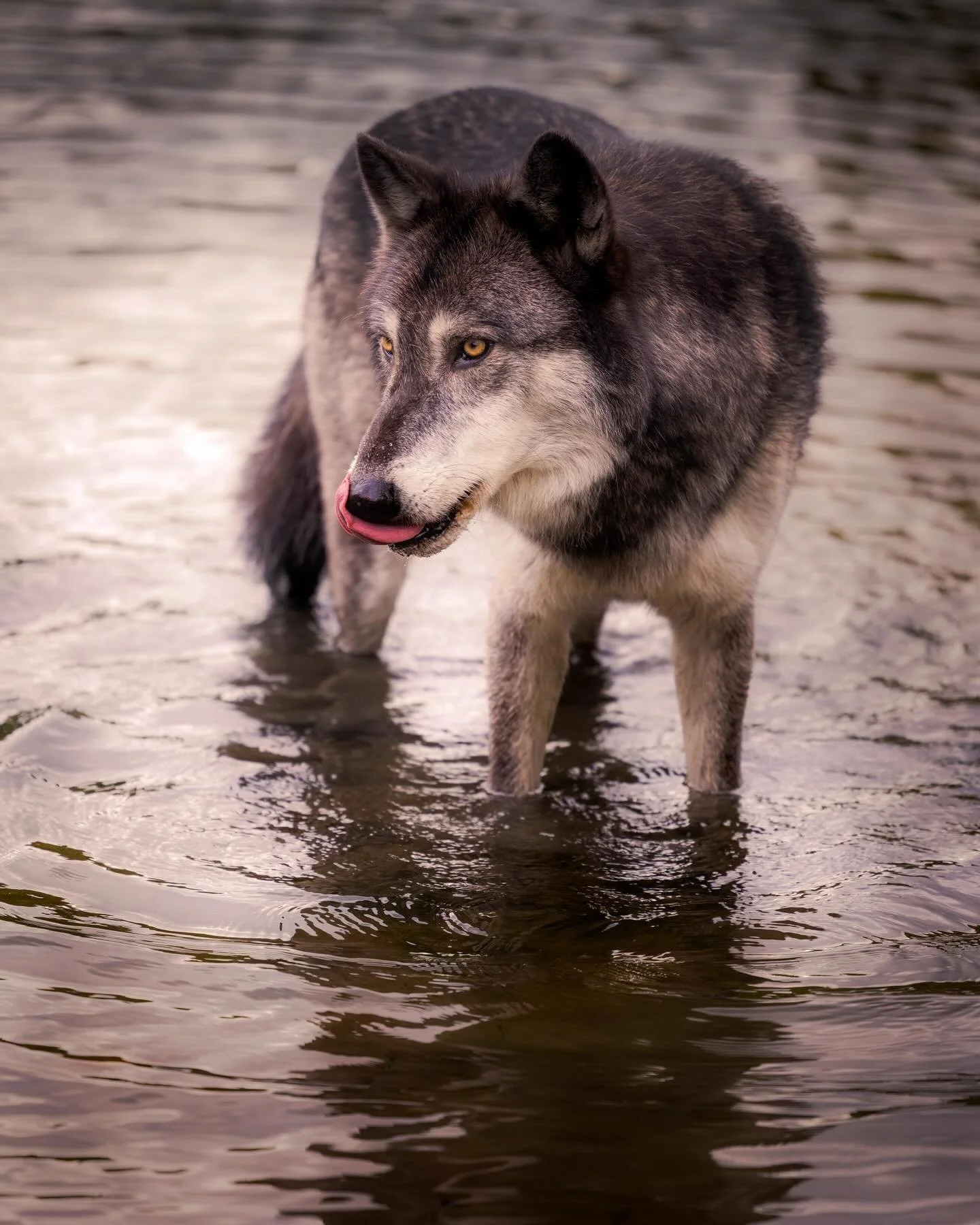 Calm mornings&hellip; are the best.. #wolf #wolves #relistwolves