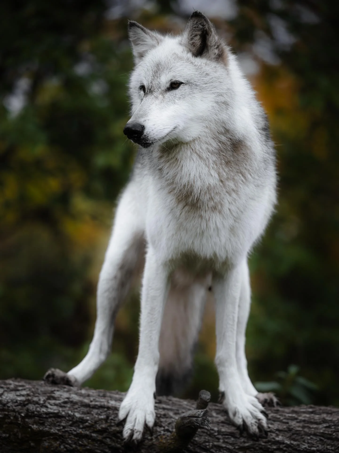 The fight over wolves ain&rsquo;t over&hellip; not even close.

They&rsquo;ve been listed, stripped of protection, then listed again&hellip; back and forth like a tug of war between recovery and control. Courts have stepped in, restoring protections 